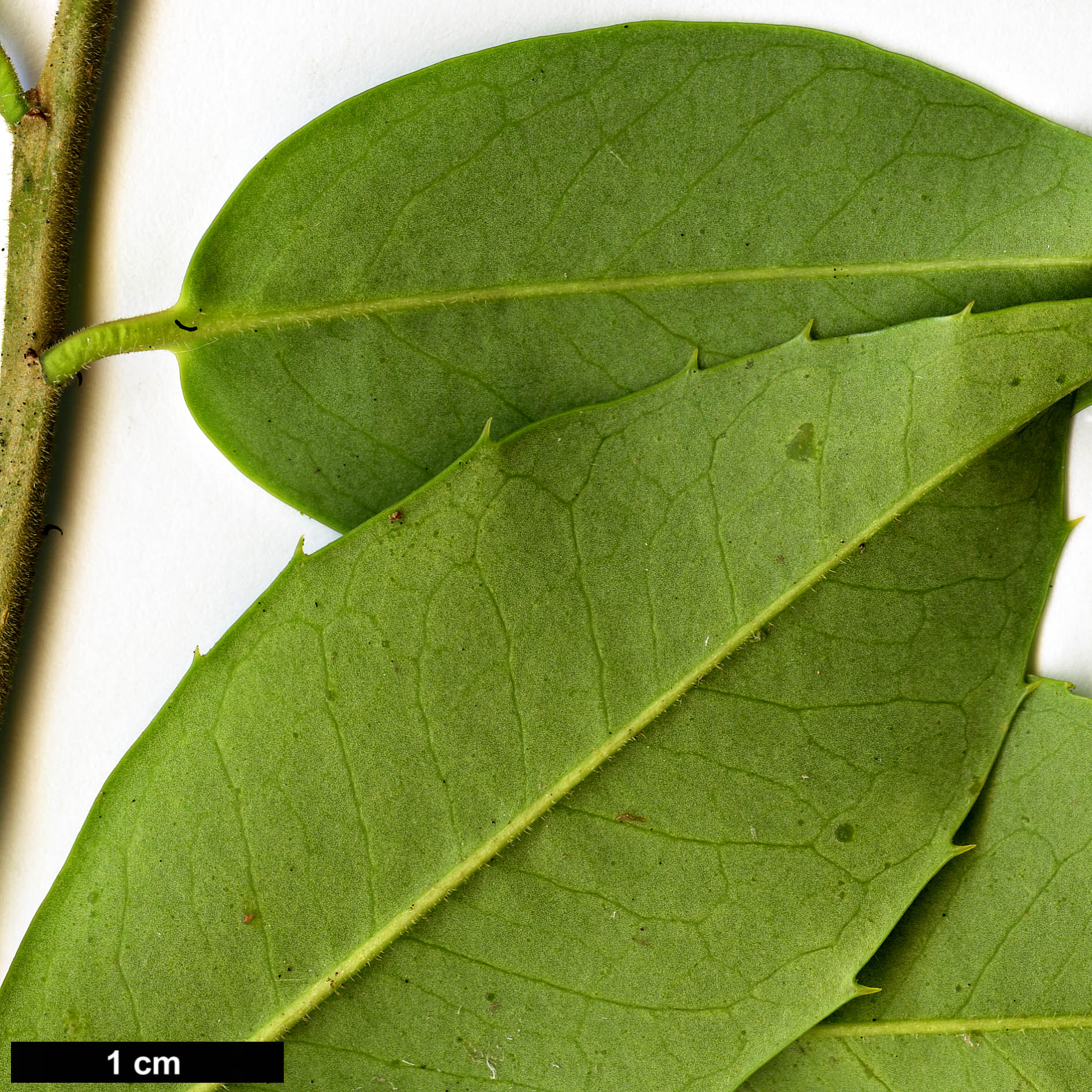 High resolution image: Family: Aquifoliaceae - Genus: Ilex - Taxon: rubra