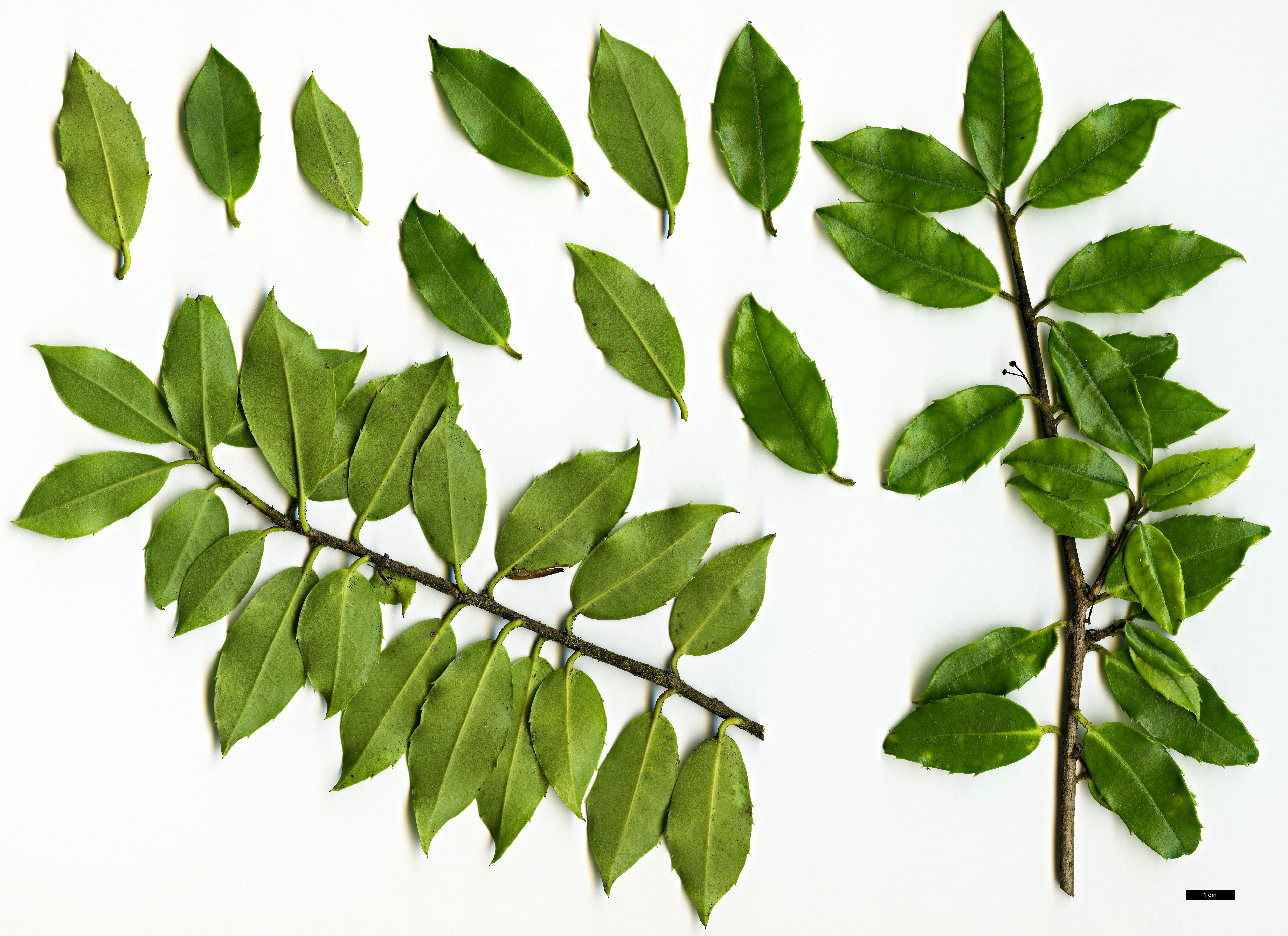 High resolution image: Family: Aquifoliaceae - Genus: Ilex - Taxon: rubra