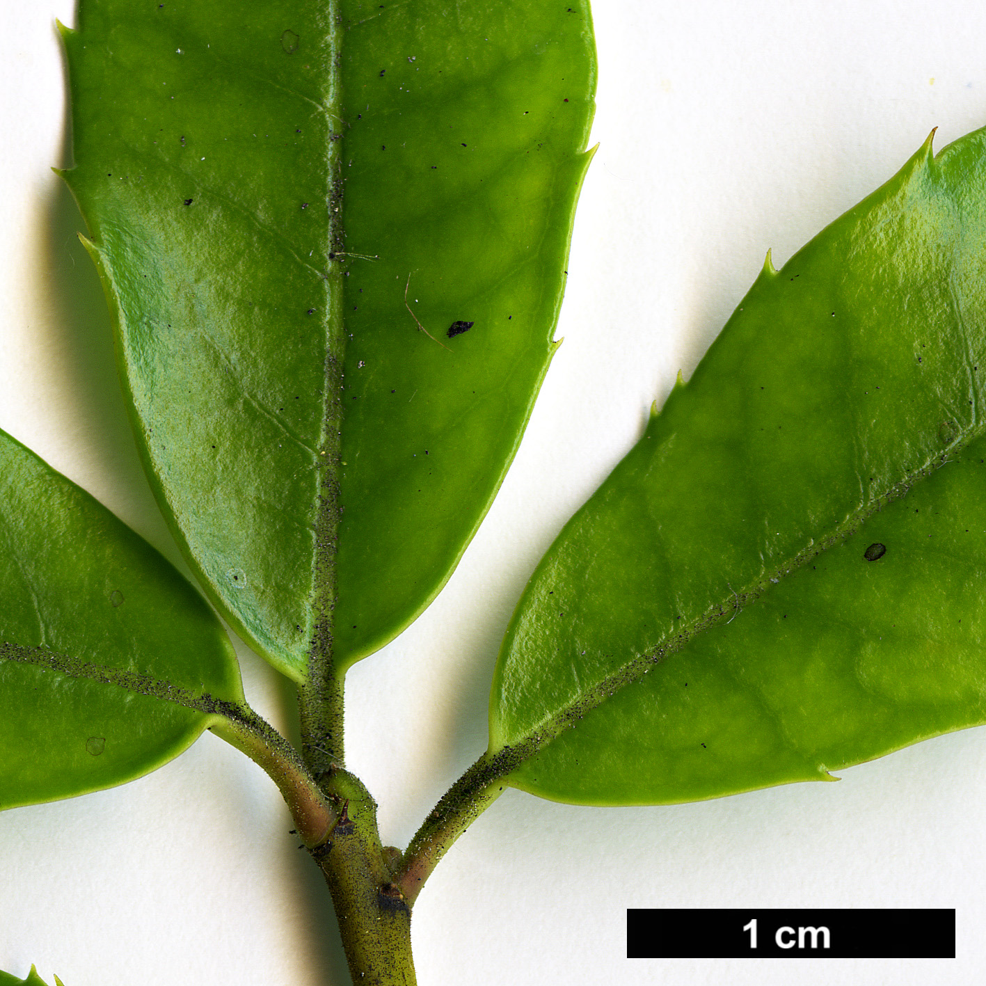 High resolution image: Family: Aquifoliaceae - Genus: Ilex - Taxon: rubra