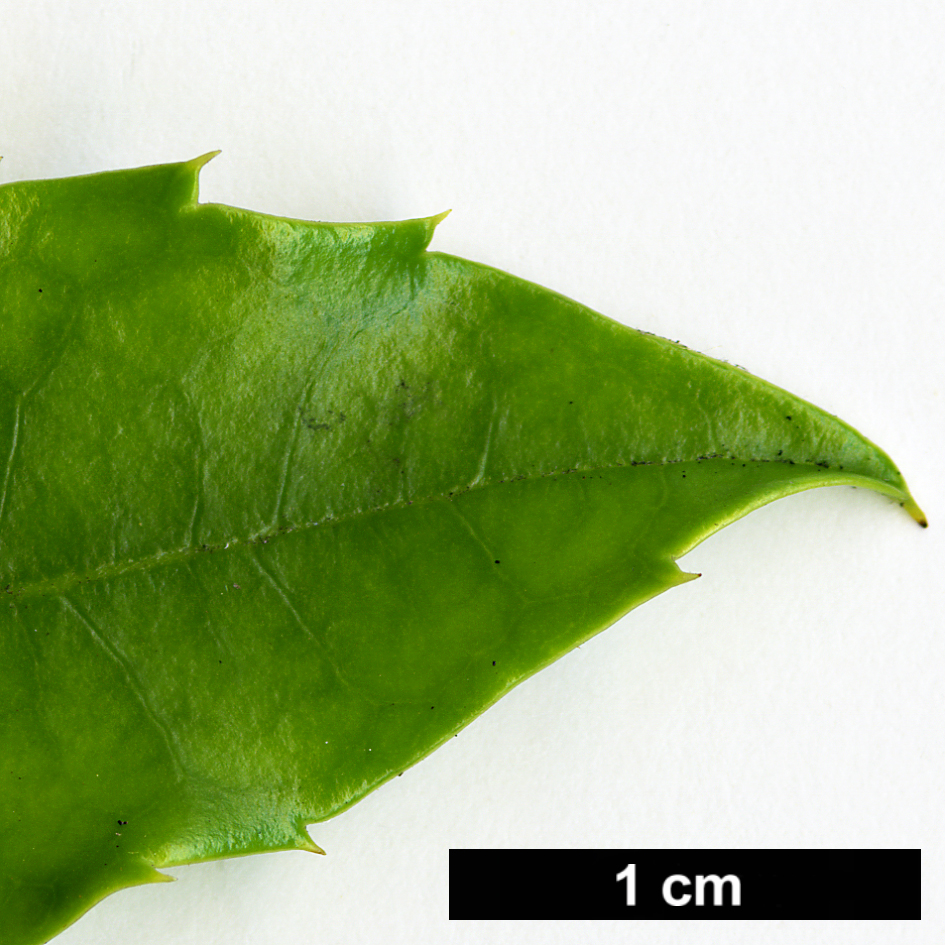 High resolution image: Family: Aquifoliaceae - Genus: Ilex - Taxon: rubra