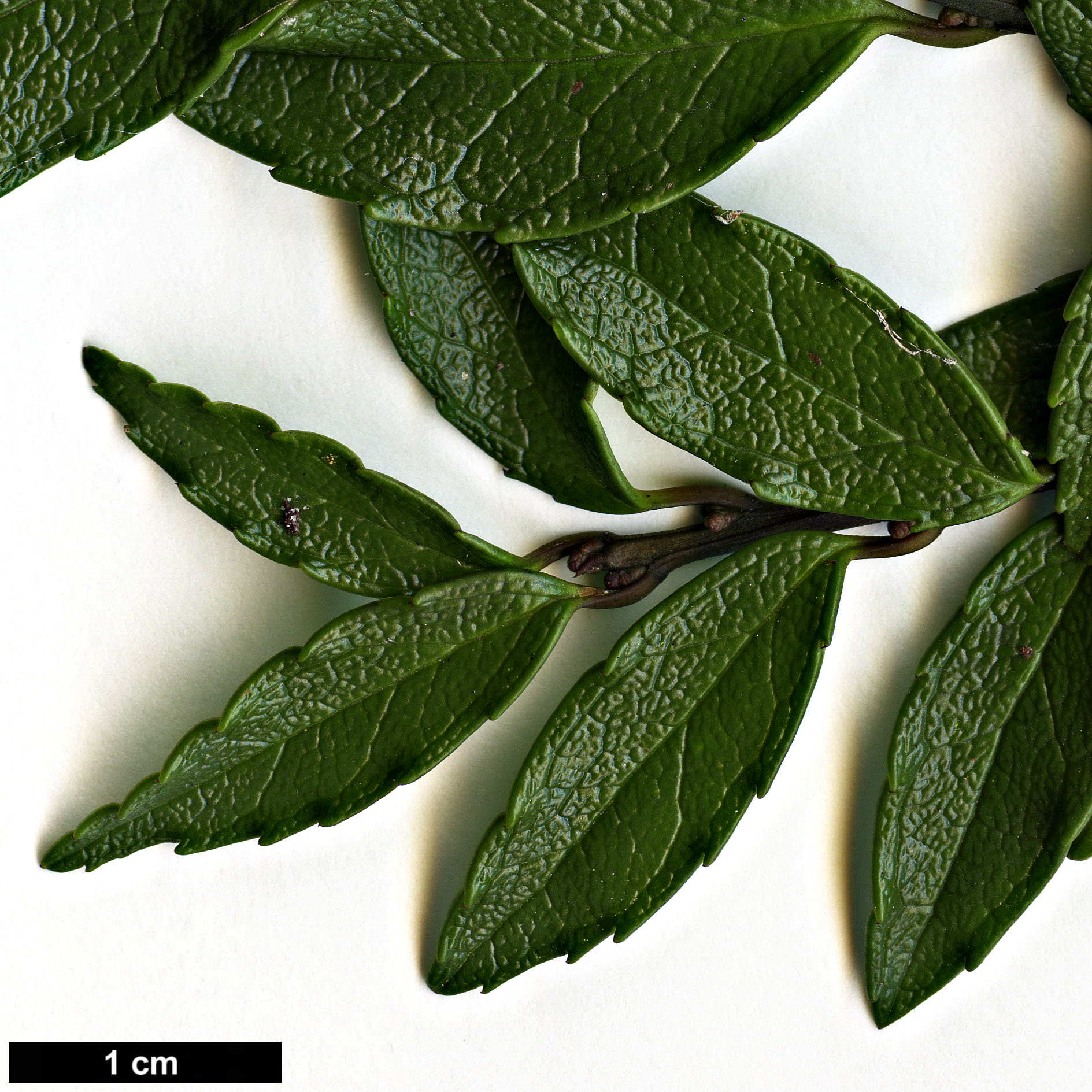 High resolution image: Family: Aquifoliaceae - Genus: Ilex - Taxon: rugosa
