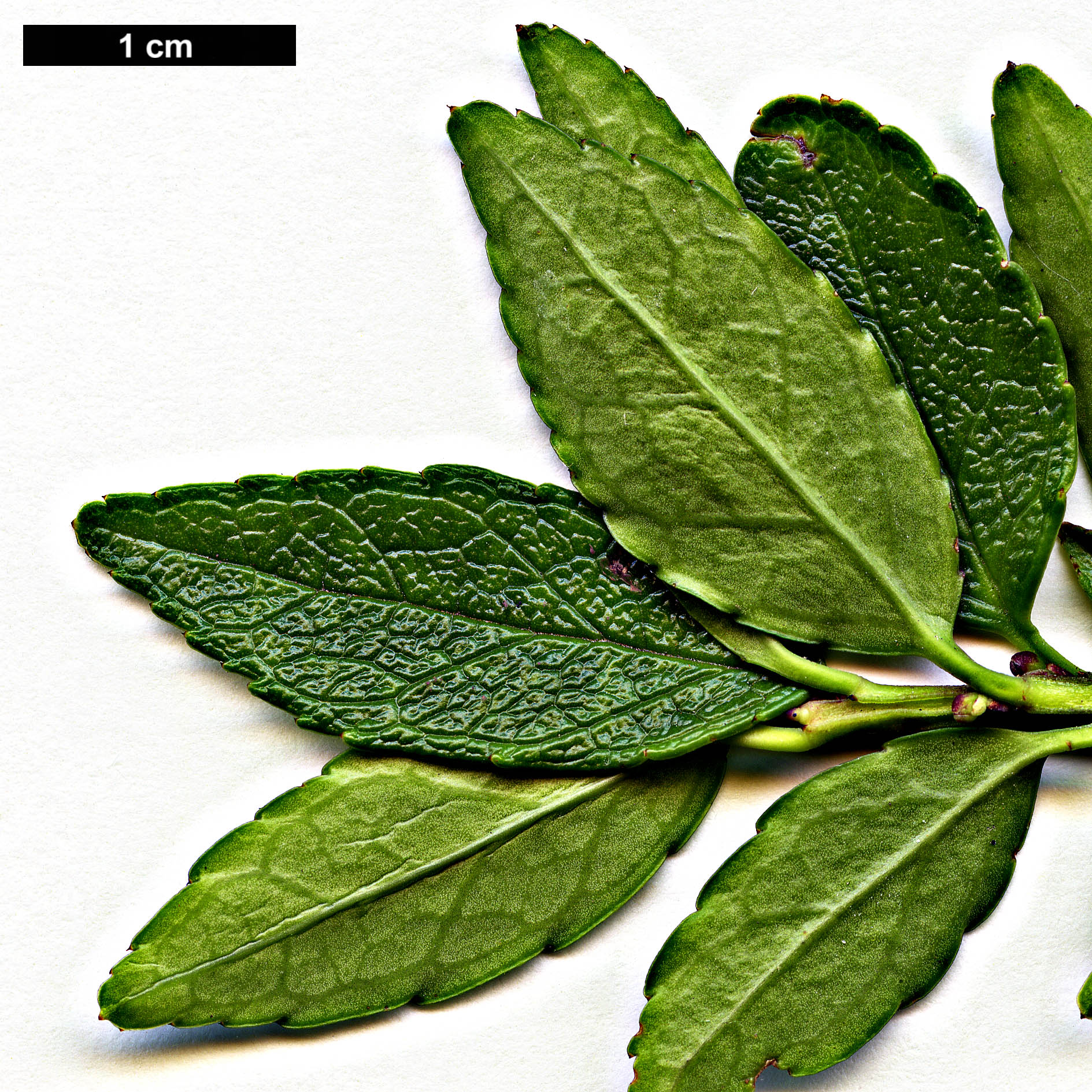 High resolution image: Family: Aquifoliaceae - Genus: Ilex - Taxon: rugosa