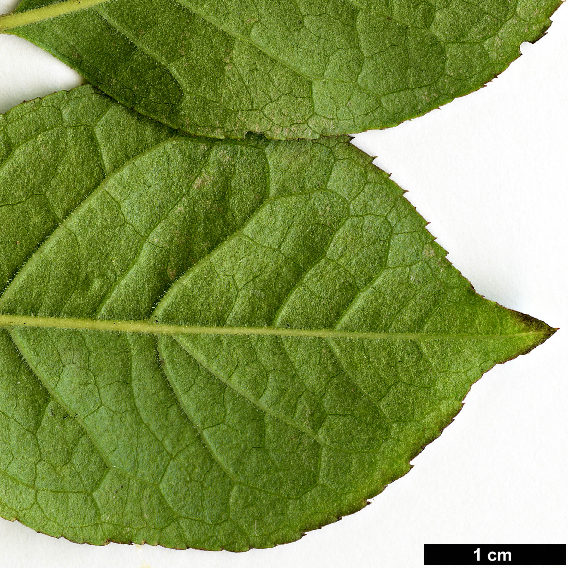 High resolution image: Family: Aquifoliaceae - Genus: Ilex - Taxon: serrata