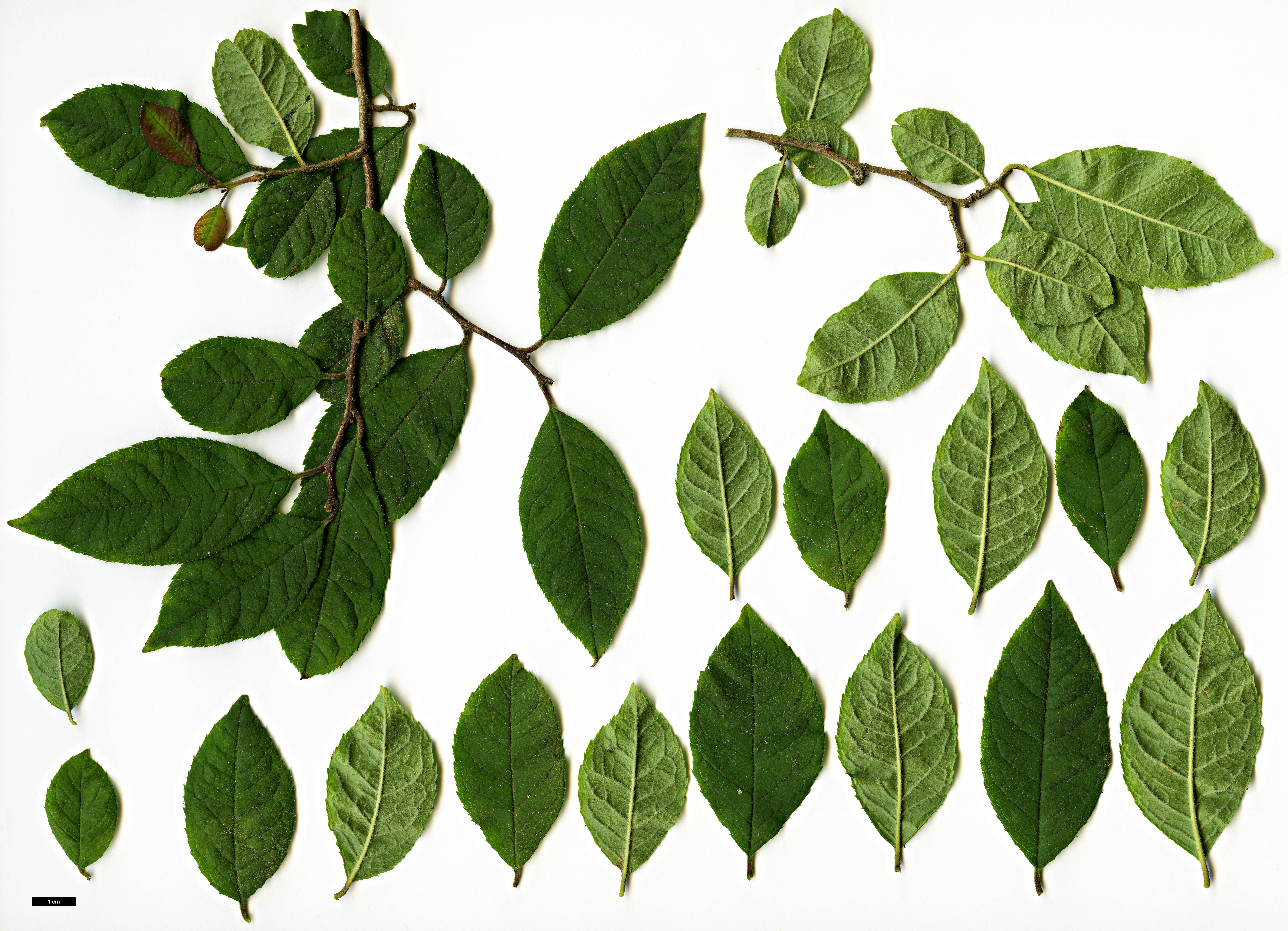 High resolution image: Family: Aquifoliaceae - Genus: Ilex - Taxon: serrata