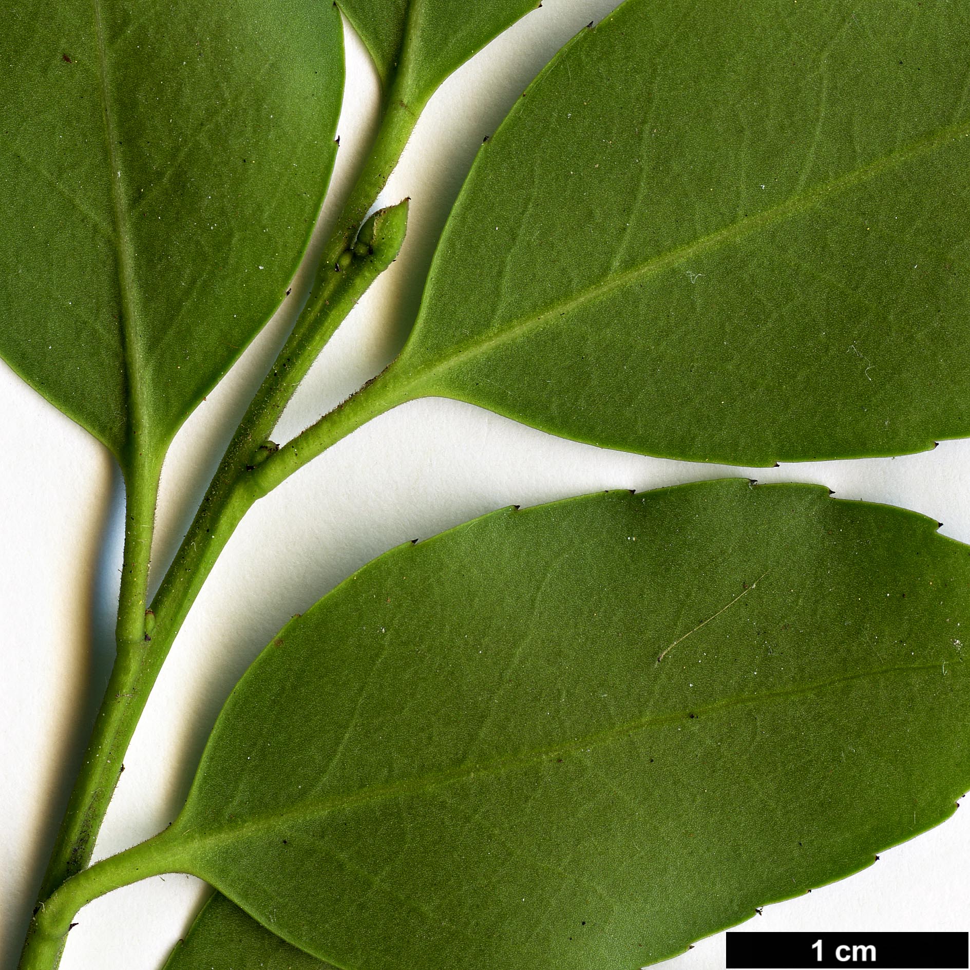 High resolution image: Family: Aquifoliaceae - Genus: Ilex - Taxon: shennongjiaensis