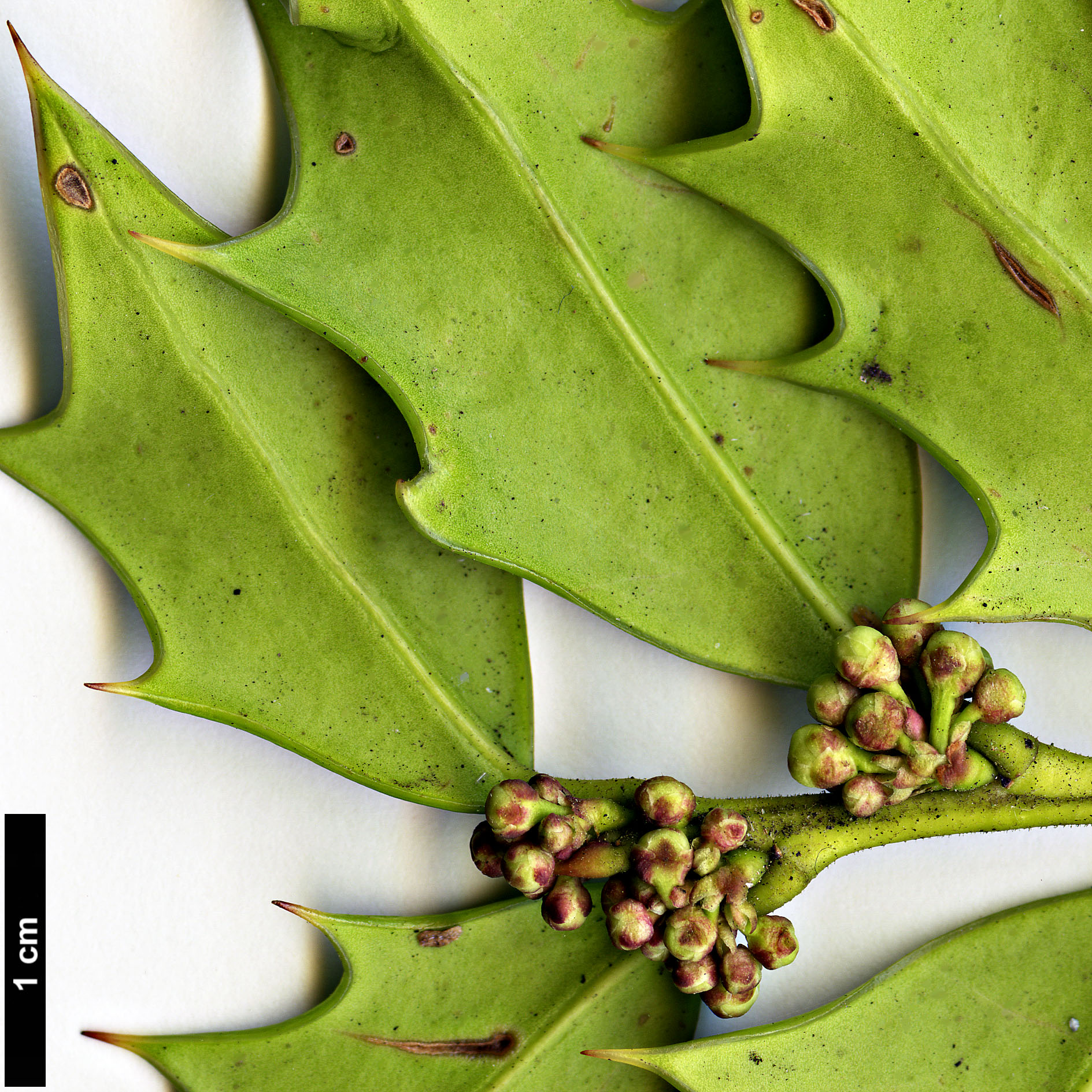 High resolution image: Family: Aquifoliaceae - Genus: Ilex - Taxon: spinigera