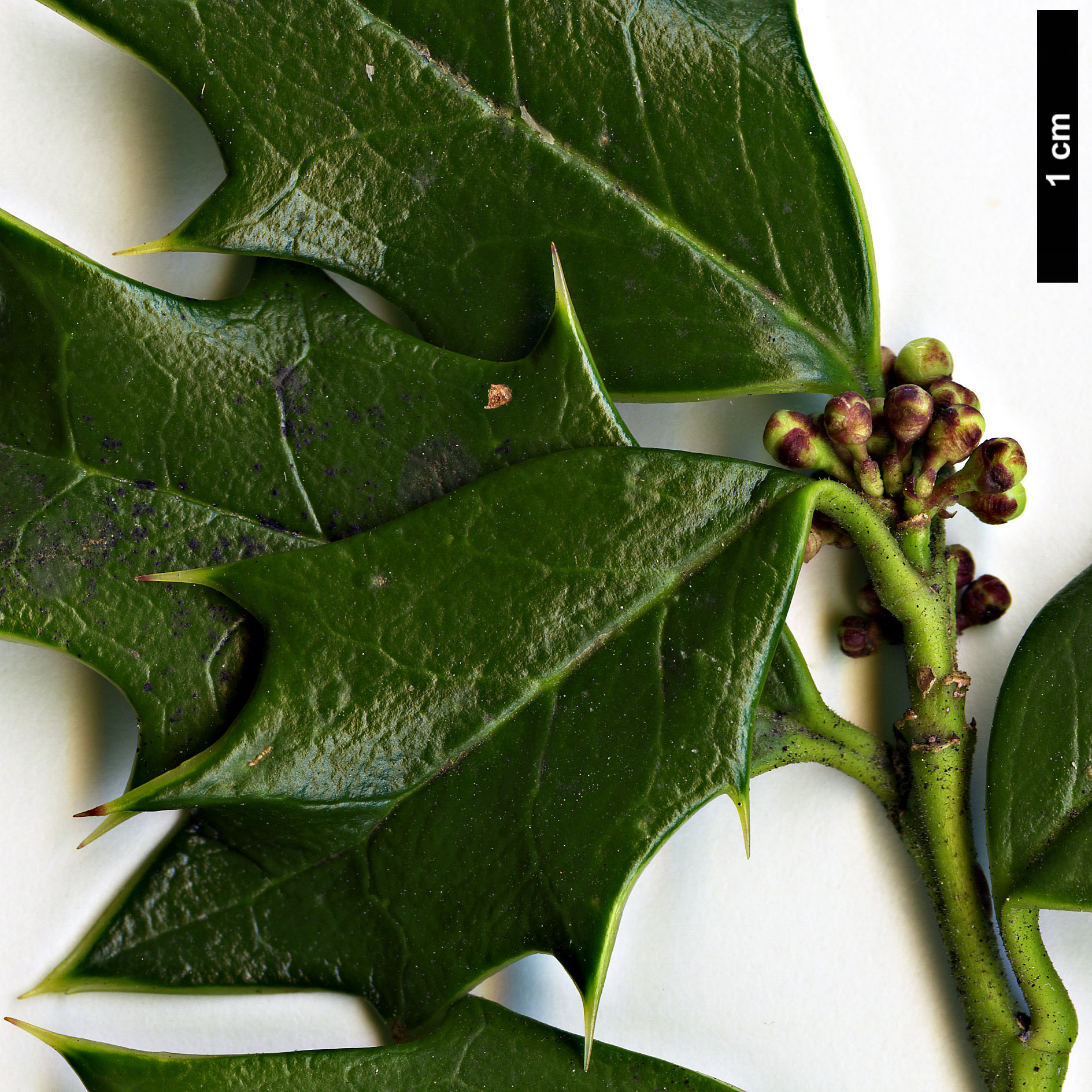 High resolution image: Family: Aquifoliaceae - Genus: Ilex - Taxon: spinigera