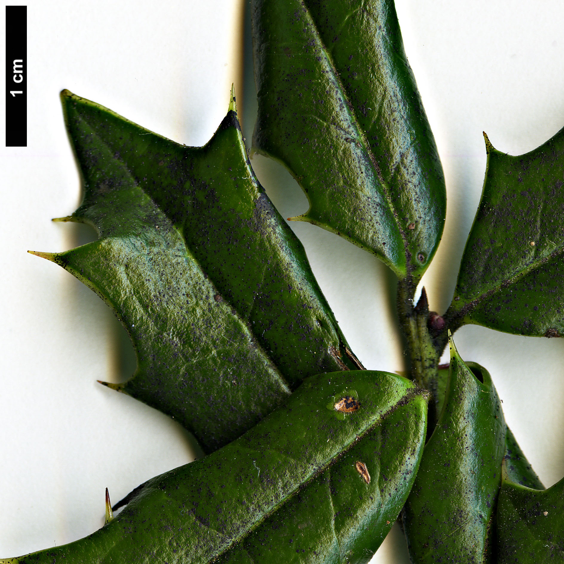 High resolution image: Family: Aquifoliaceae - Genus: Ilex - Taxon: spinigera