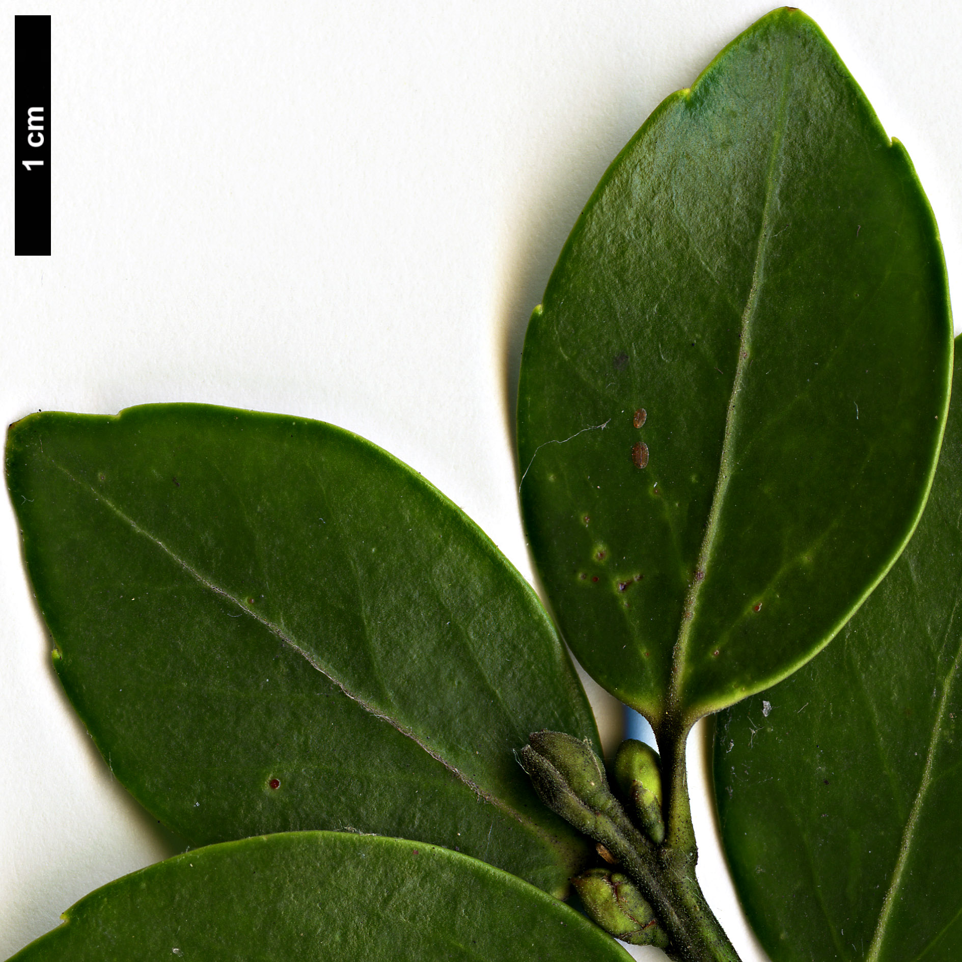 High resolution image: Family: Aquifoliaceae - Genus: Ilex - Taxon: sugerokii