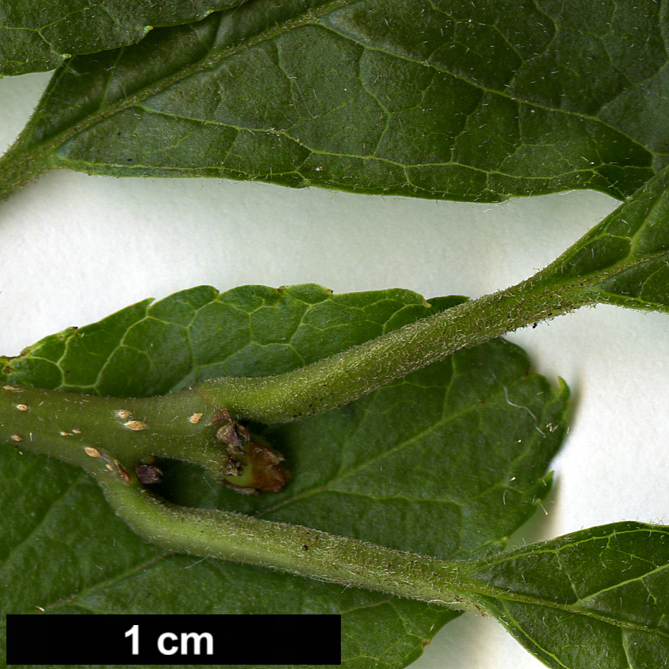 High resolution image: Family: Aquifoliaceae - Genus: Ilex - Taxon: verticillata