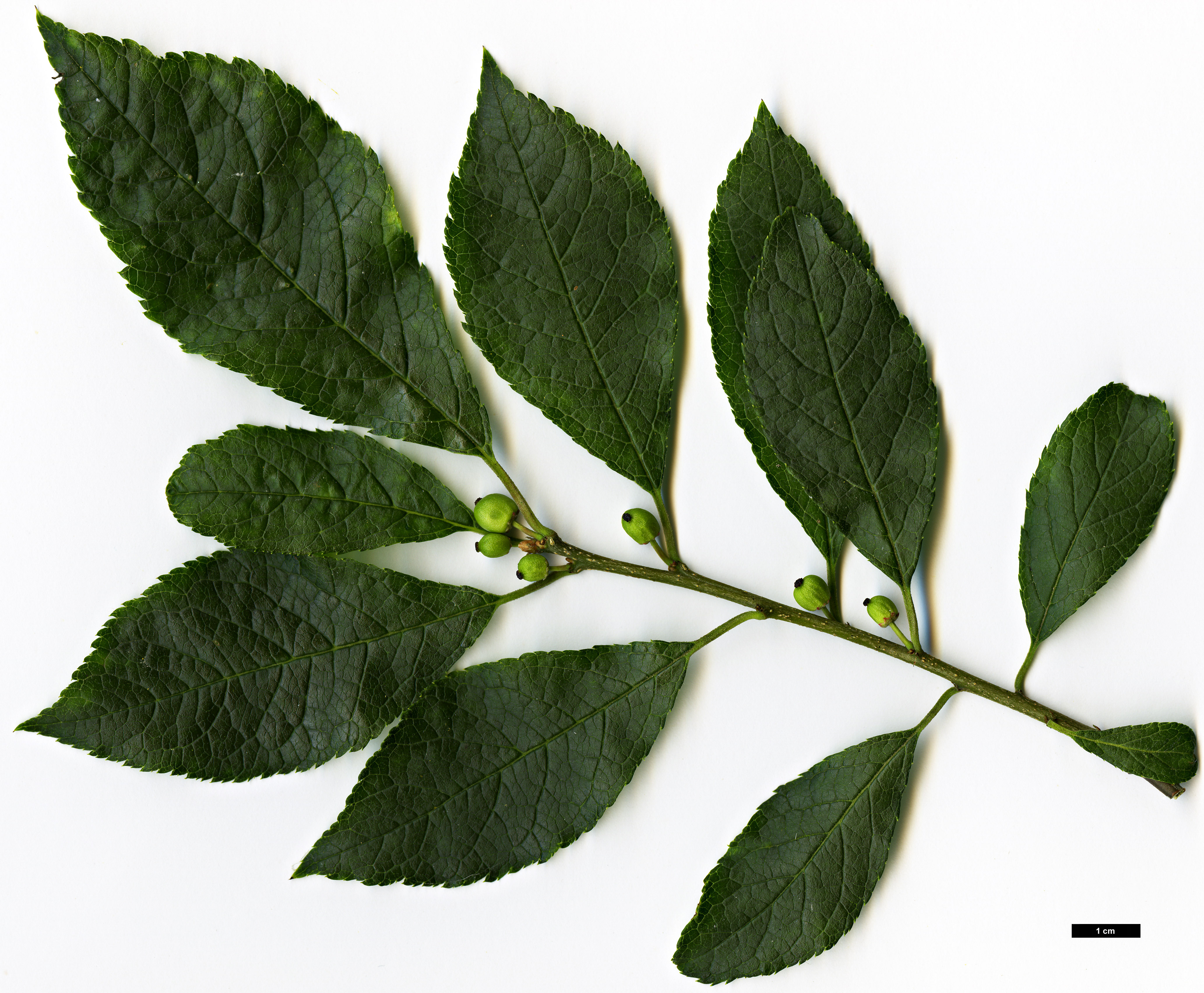 High resolution image: Family: Aquifoliaceae - Genus: Ilex - Taxon: verticillata