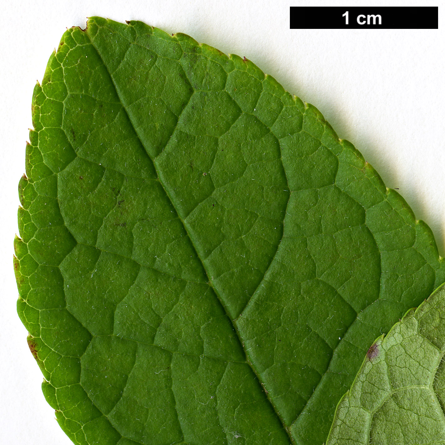 High resolution image: Family: Aquifoliaceae - Genus: Ilex - Taxon: verticillata