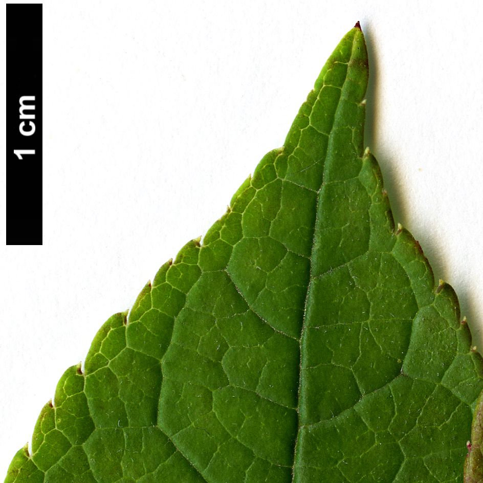 High resolution image: Family: Aquifoliaceae - Genus: Ilex - Taxon: verticillata