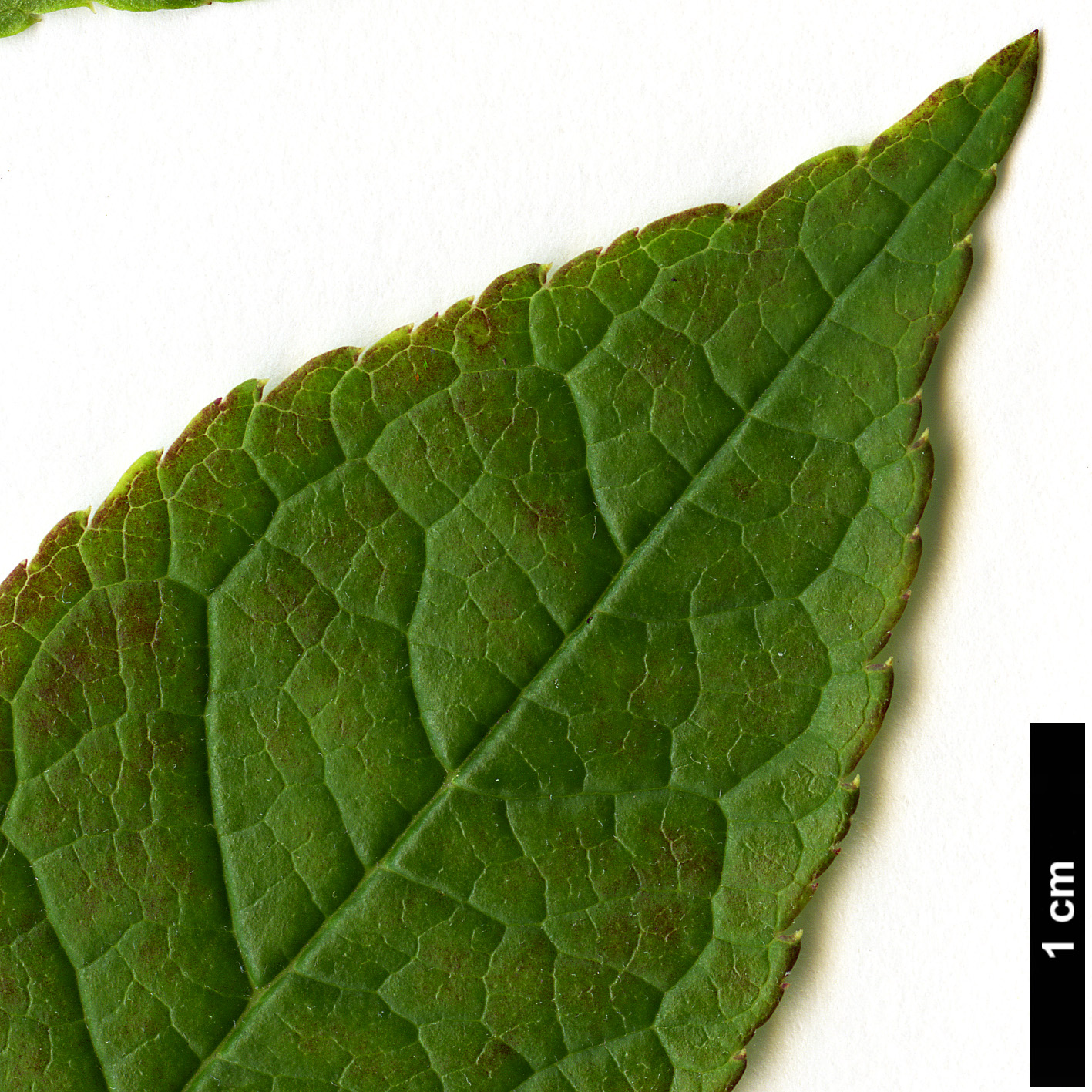 High resolution image: Family: Aquifoliaceae - Genus: Ilex - Taxon: verticillata