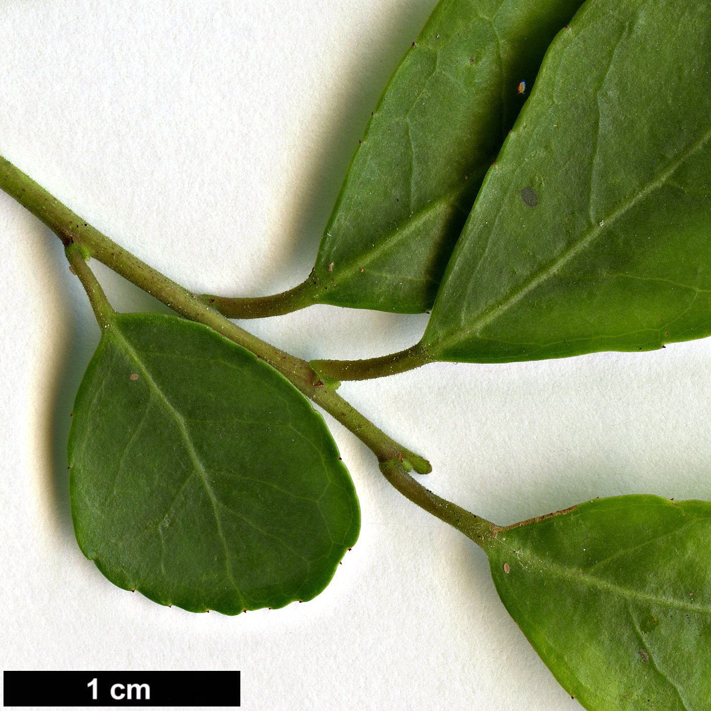 High resolution image: Family: Aquifoliaceae - Genus: Ilex - Taxon: vomitoria