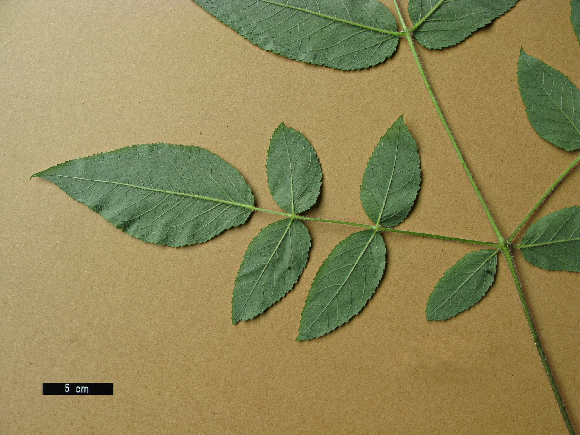 High resolution image: Family: Araliaceae - Genus: Aralia - Taxon: echinocaulis