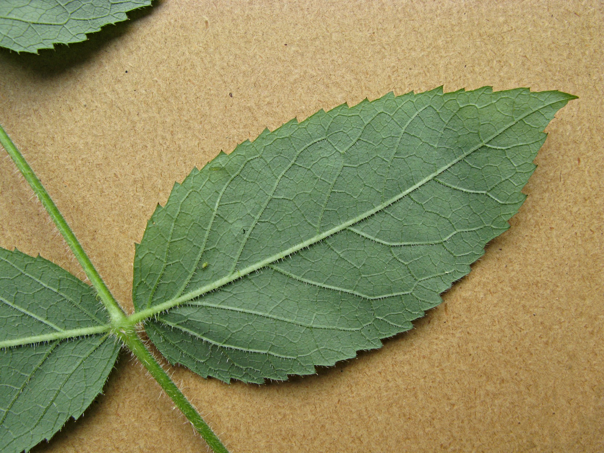 High resolution image: Family: Araliaceae - Genus: Aralia - Taxon: echinocaulis