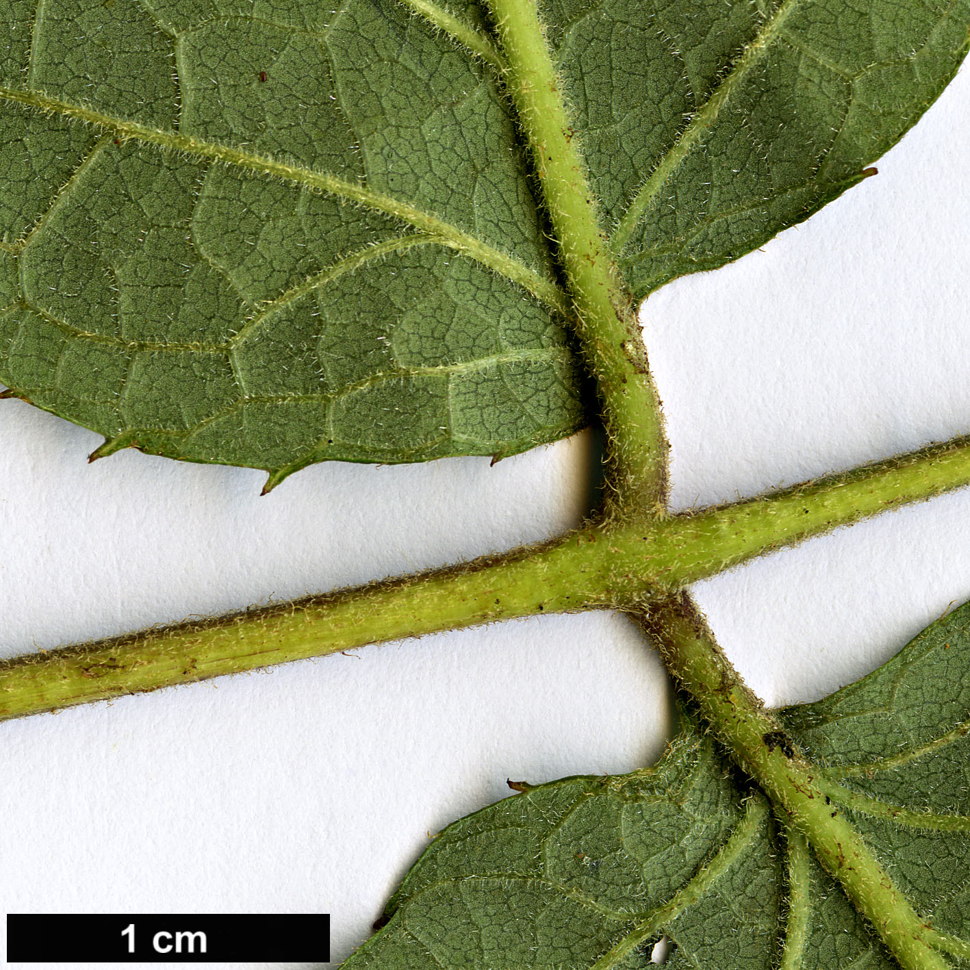 High resolution image: Family: Araliaceae - Genus: Aralia - Taxon: searelliana High resolution image: Family: Araliaceae - Genus: Aralia - Taxon: searelliana