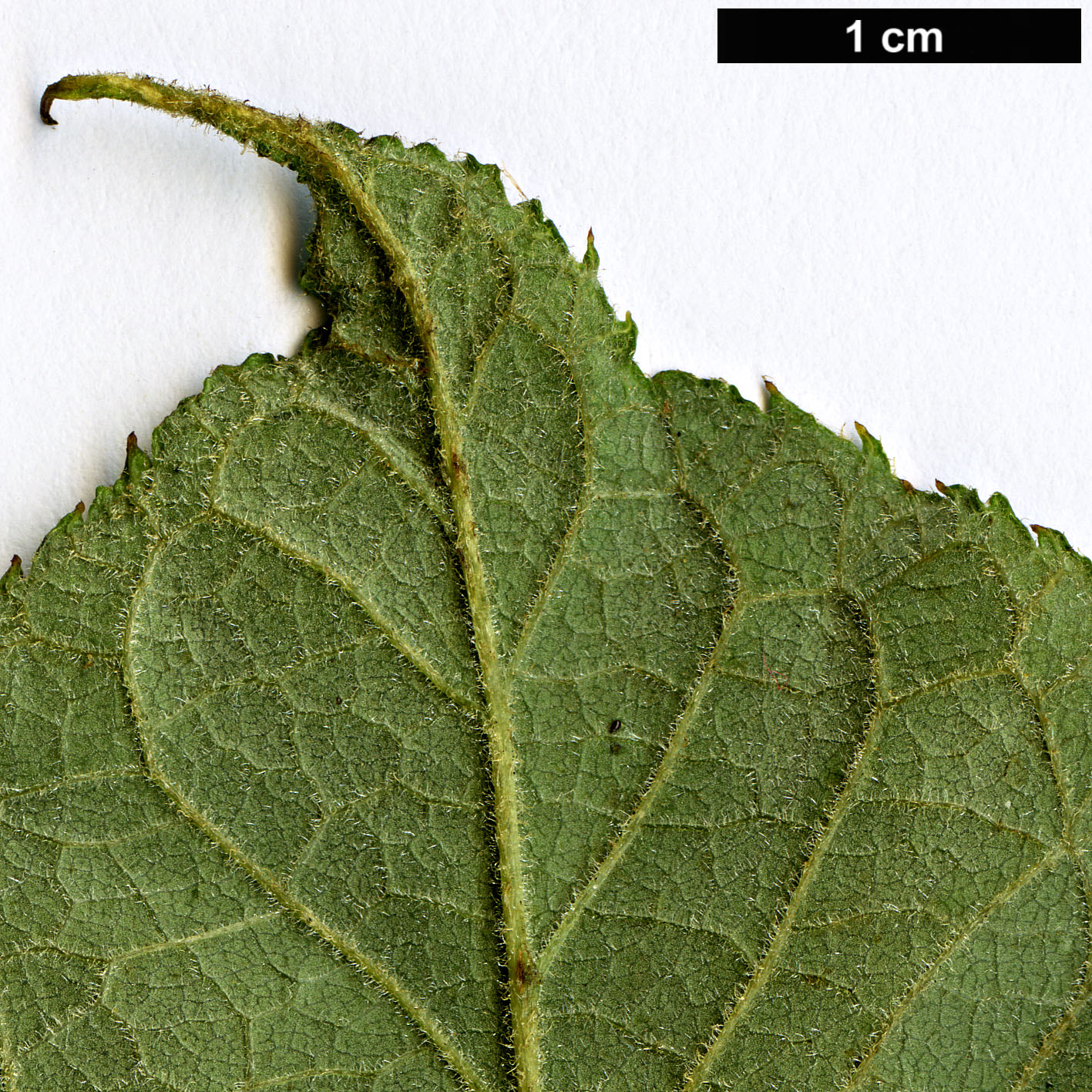 High resolution image: Family: Araliaceae - Genus: Aralia - Taxon: searelliana