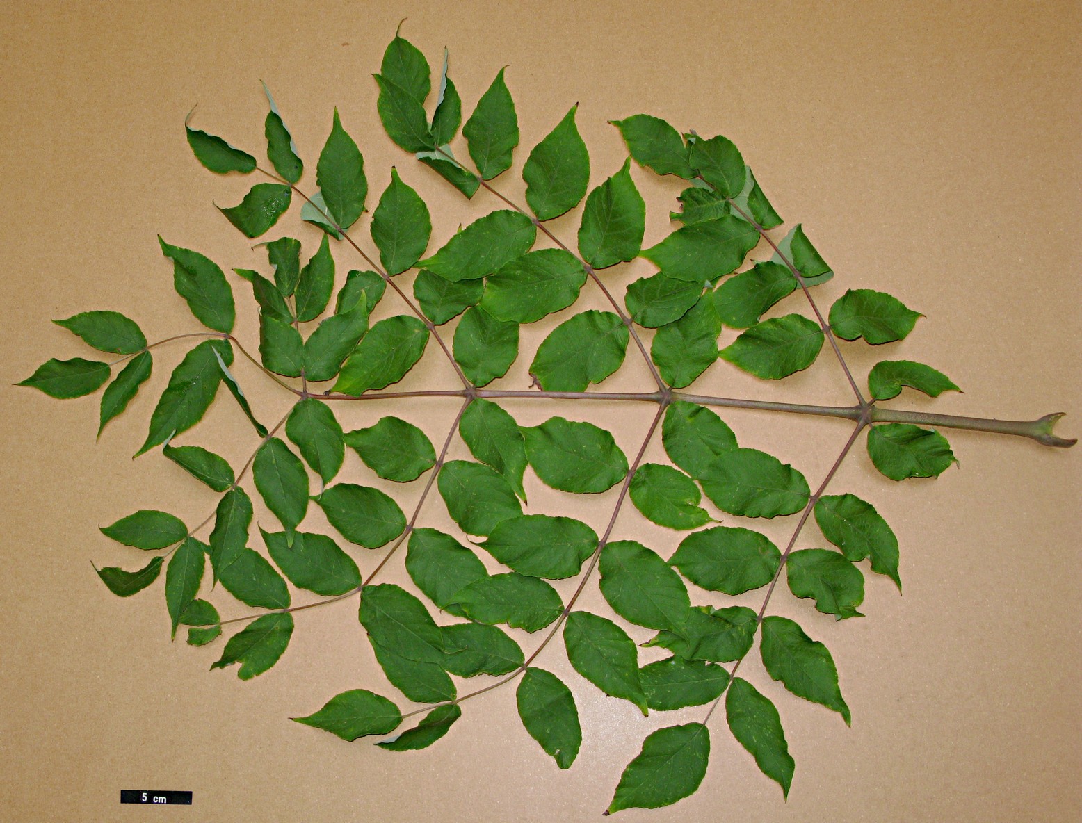 High resolution image: Family: Araliaceae - Genus: Aralia - Taxon: spinosa