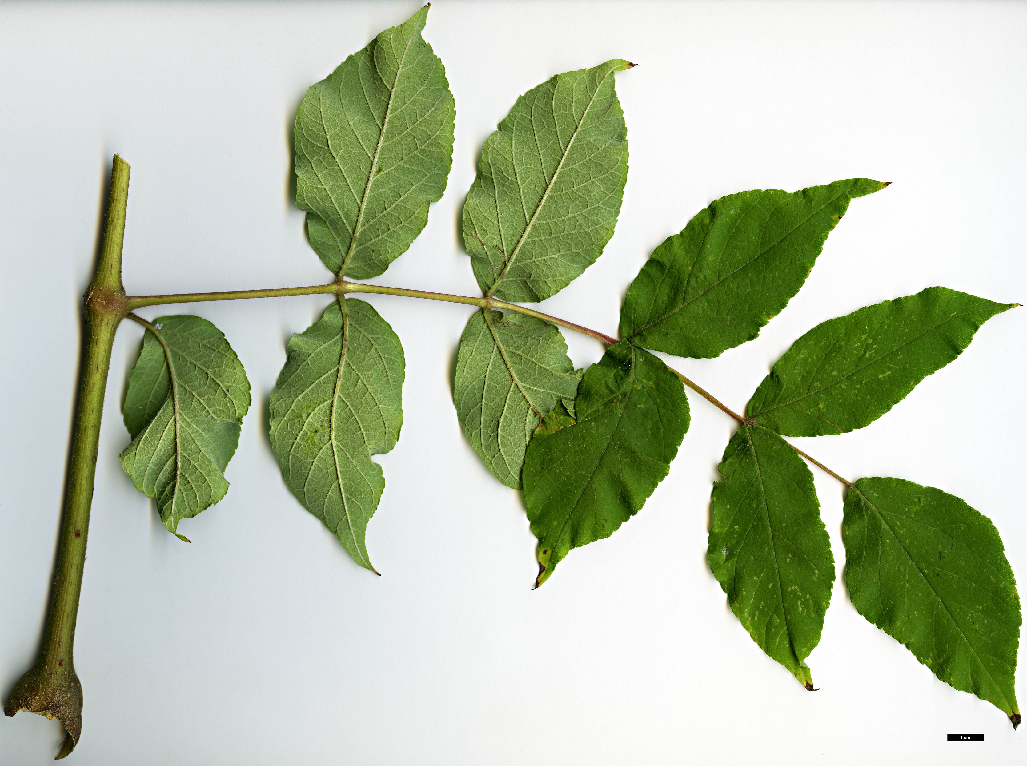 High resolution image: Family: Araliaceae - Genus: Aralia - Taxon: spinosa