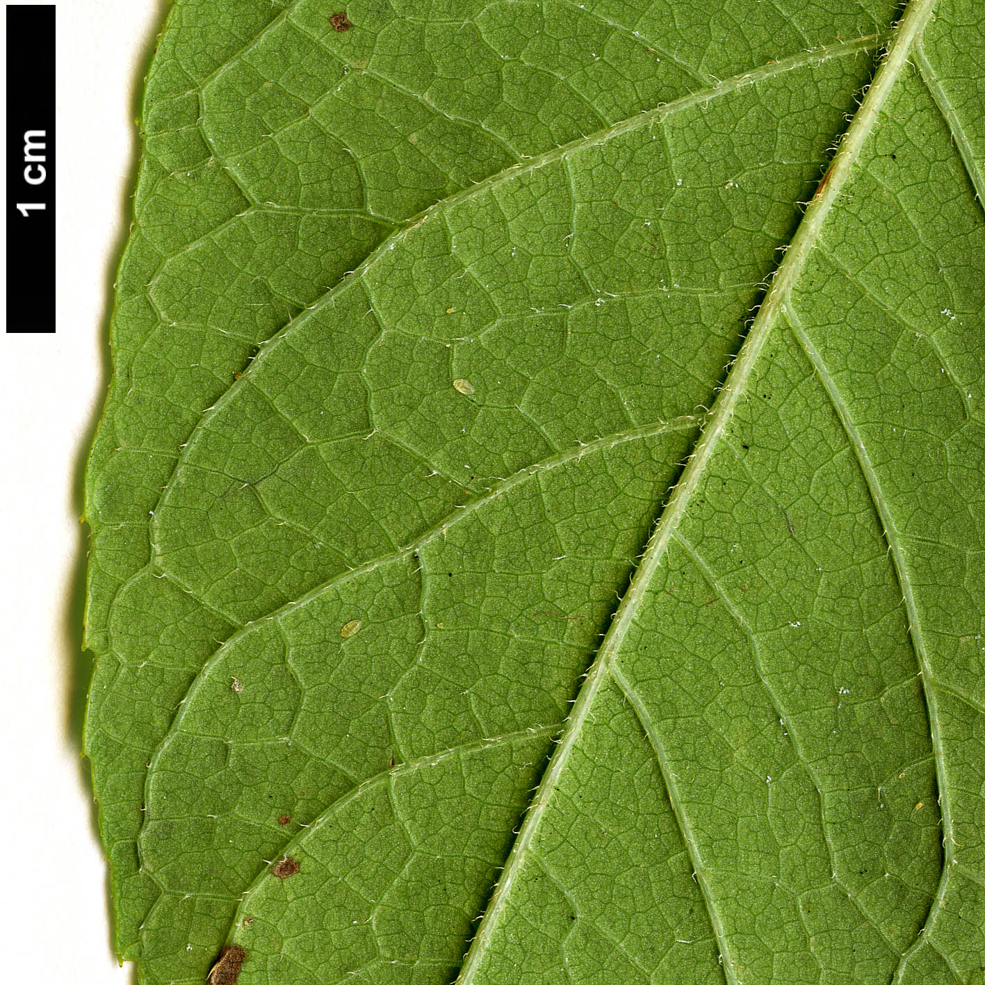 High resolution image: Family: Araliaceae - Genus: Aralia - Taxon: stipulata