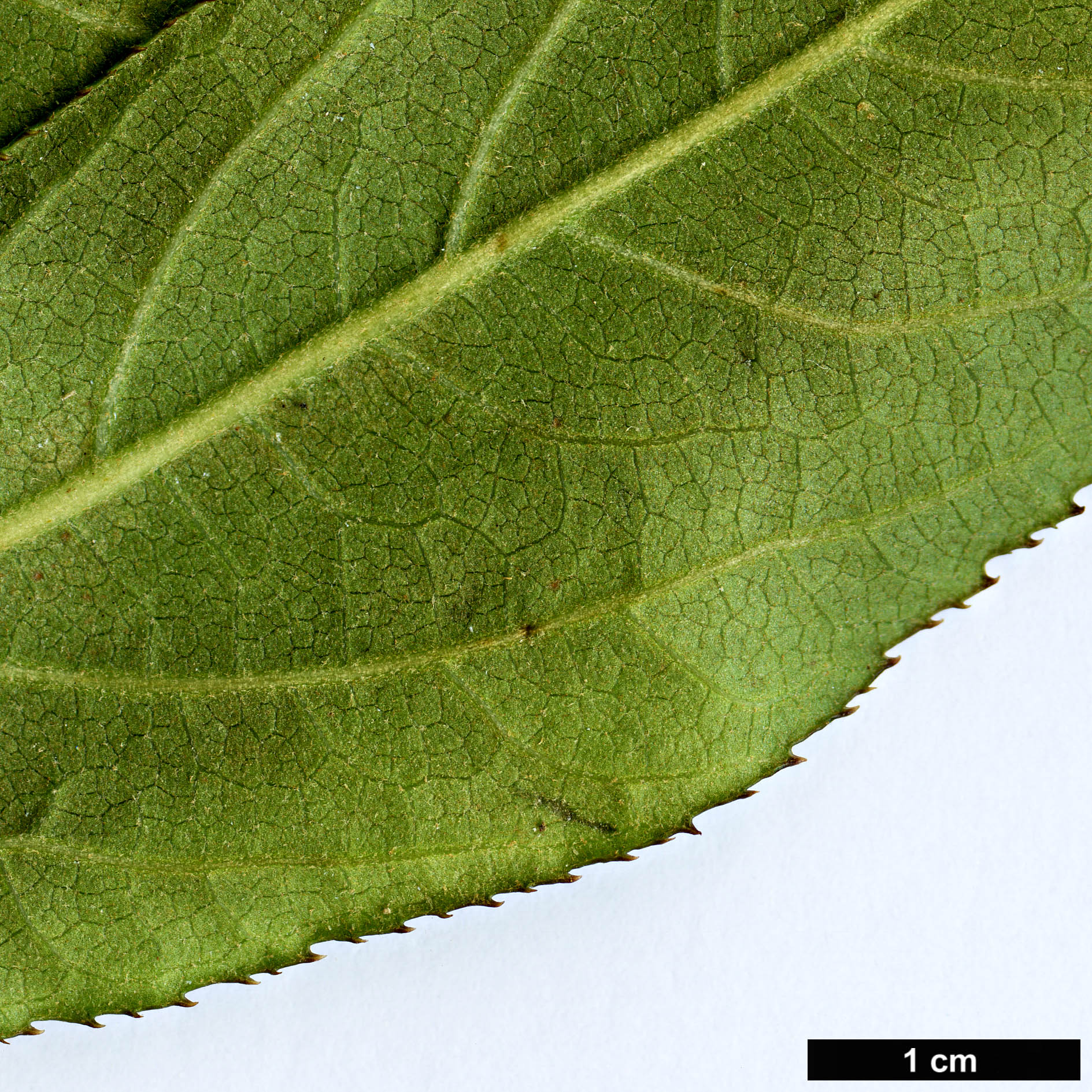 High resolution image: Family: Araliaceae - Genus: Brassaiopsis - Taxon: bodinieri