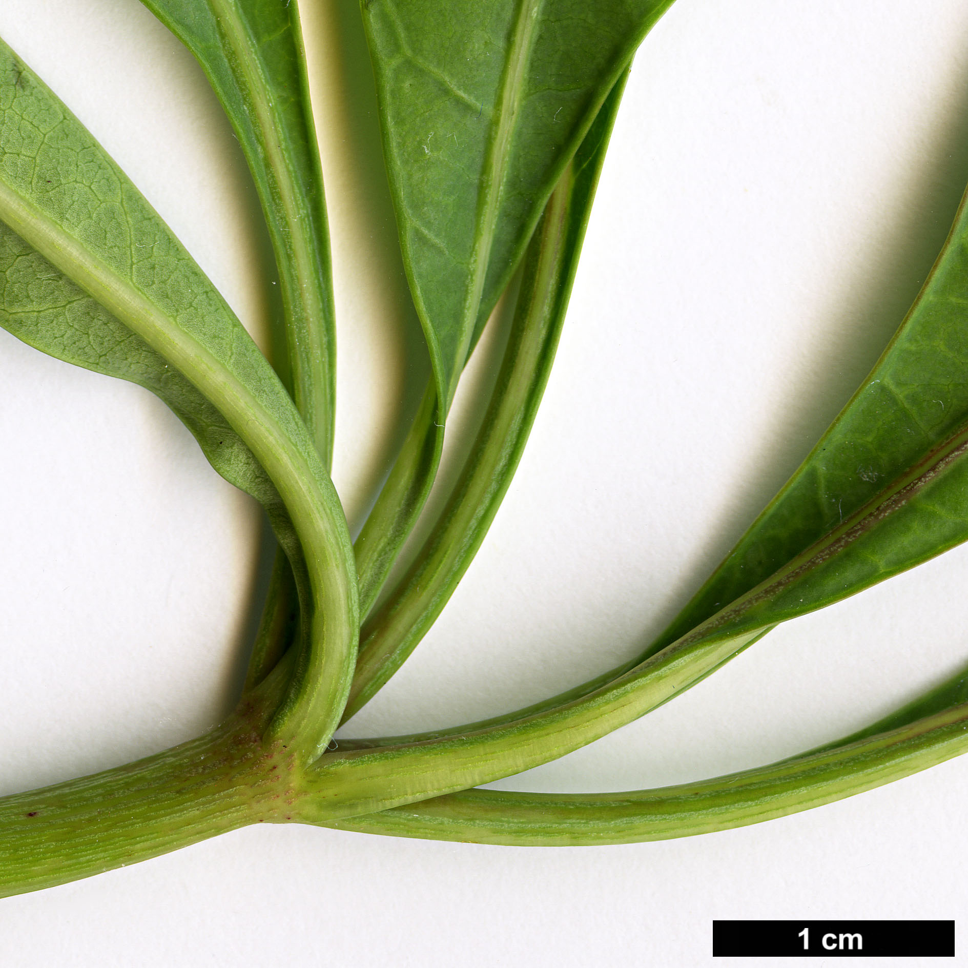 High resolution image: Family: Araliaceae - Genus: Cussonia - Taxon: paniculata