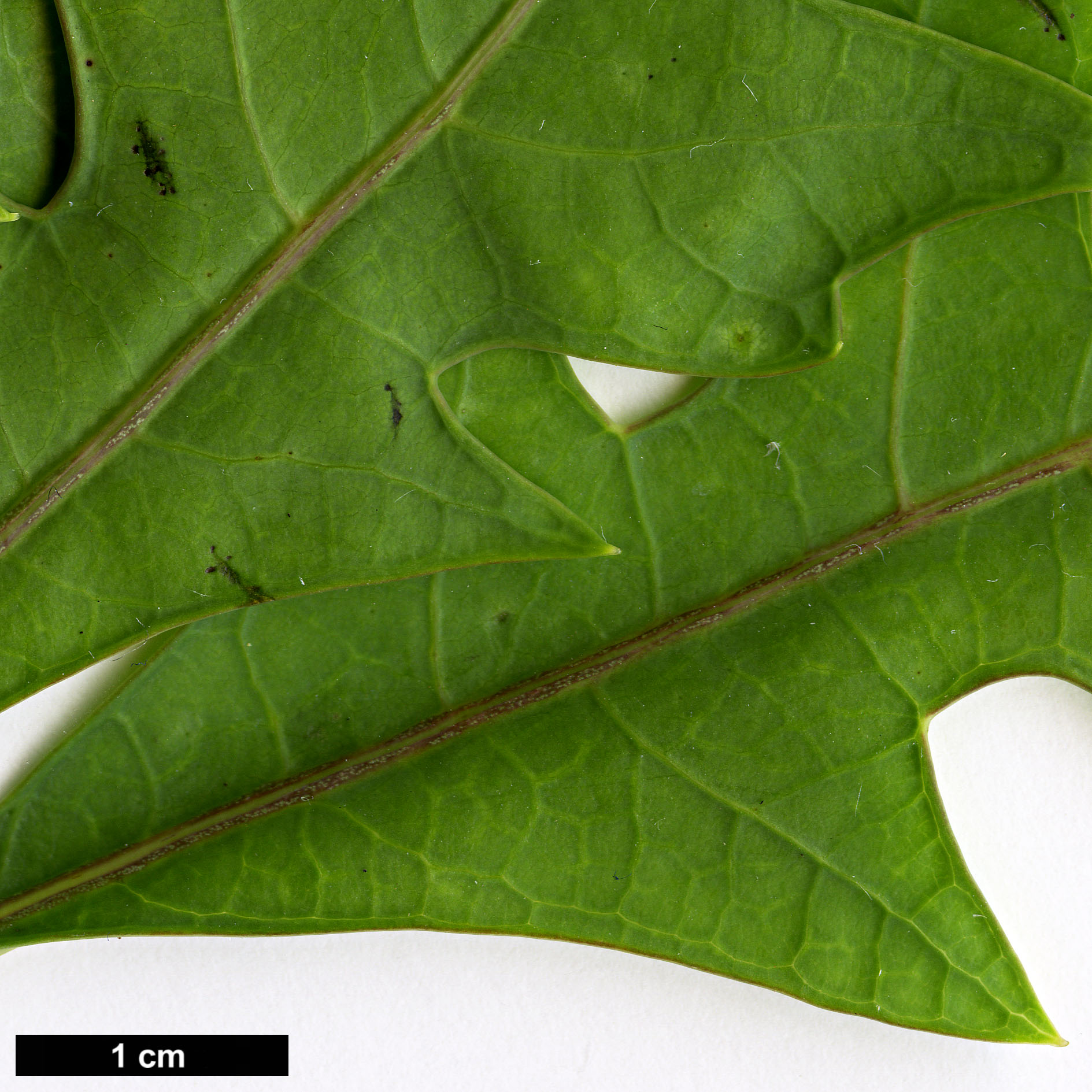 High resolution image: Family: Araliaceae - Genus: Cussonia - Taxon: paniculata