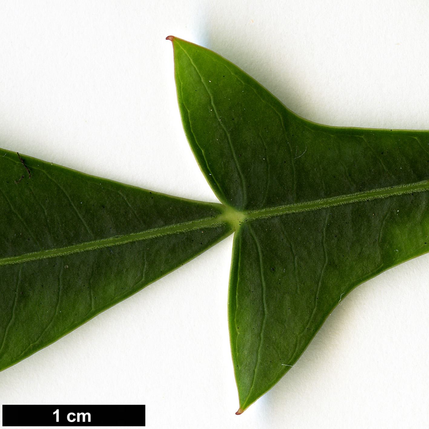 High resolution image: Family: Araliaceae - Genus: Cussonia - Taxon: spicata