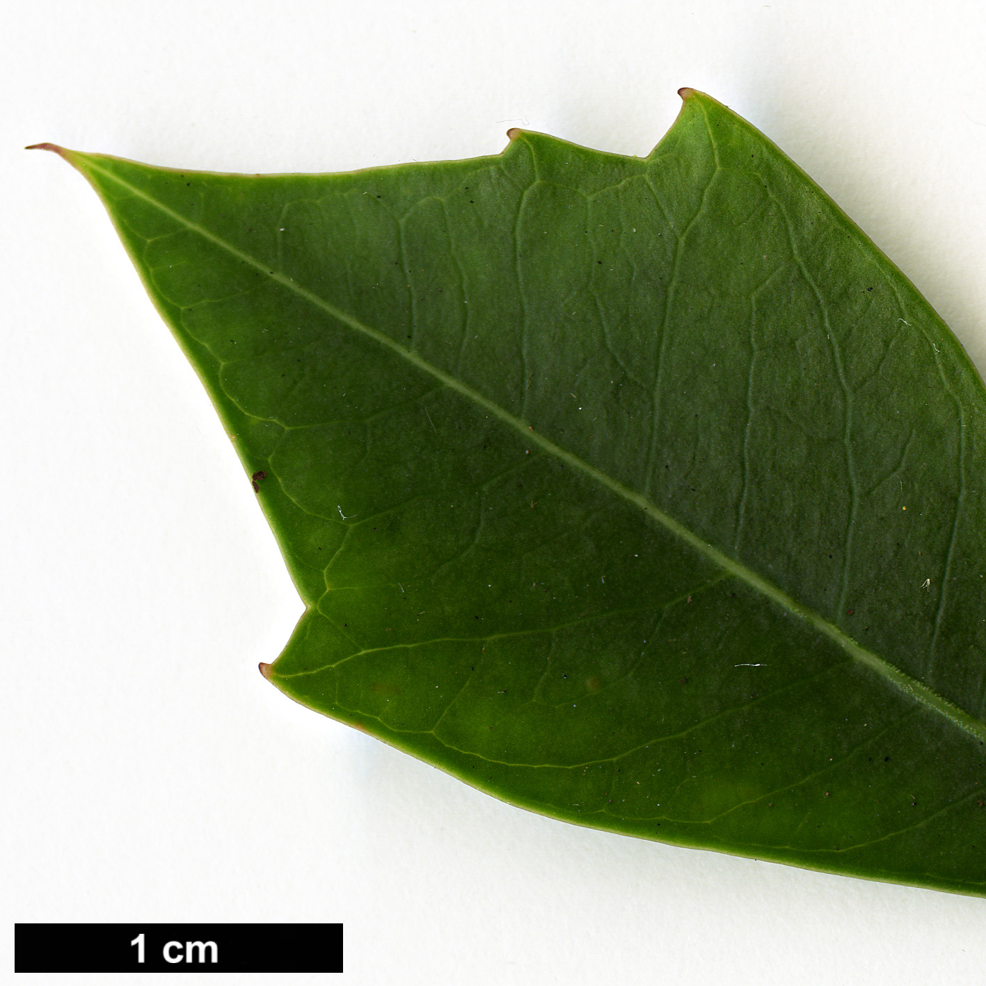 High resolution image: Family: Araliaceae - Genus: Cussonia - Taxon: spicata