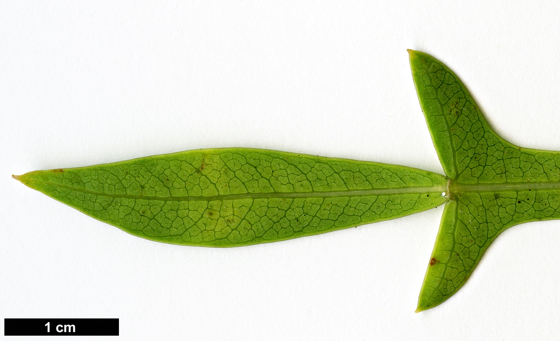 High resolution image: Family: Araliaceae - Genus: Cussonia - Taxon: transvaalensis