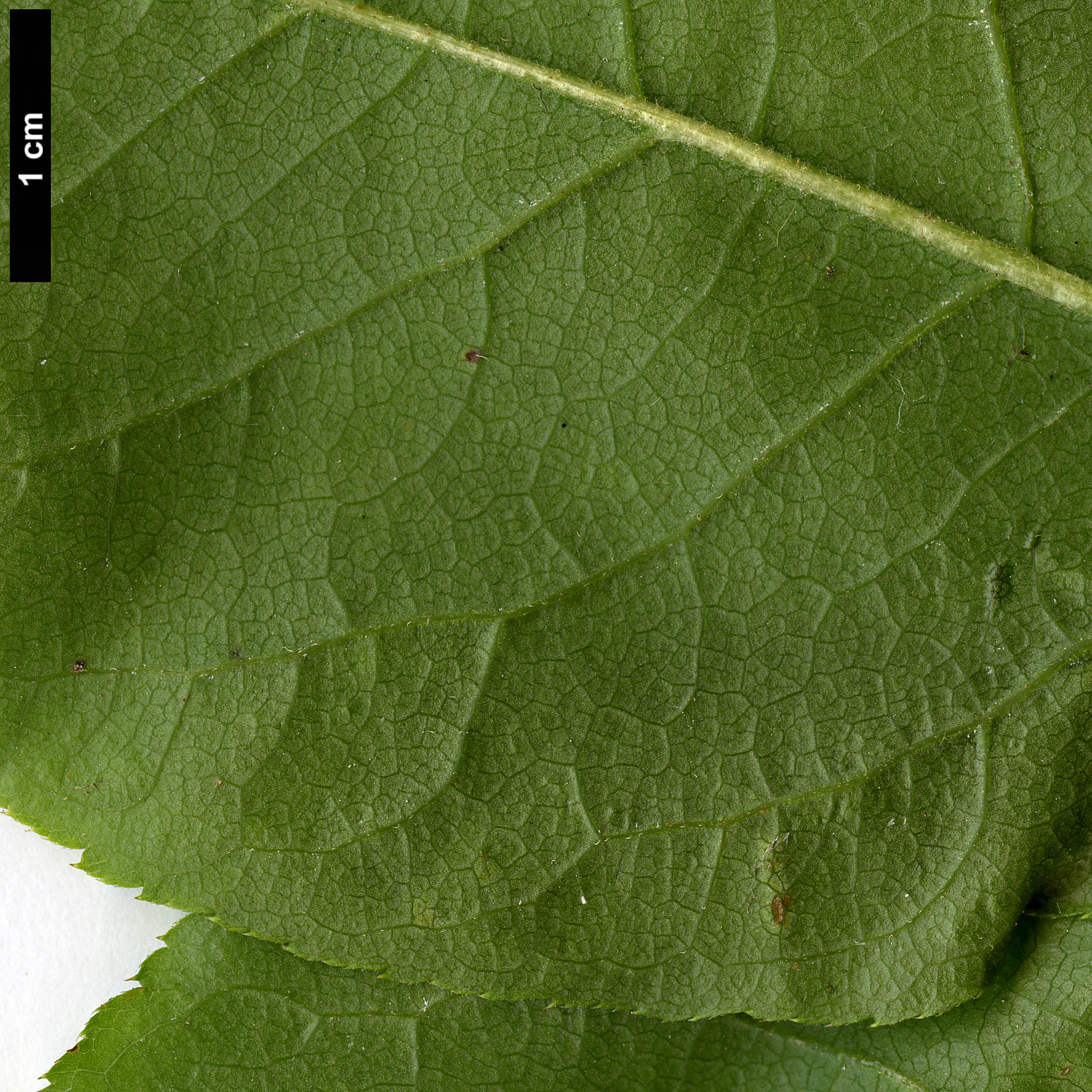 High resolution image: Family: Araliaceae - Genus: Eleutherococcus - Taxon: cissifolius