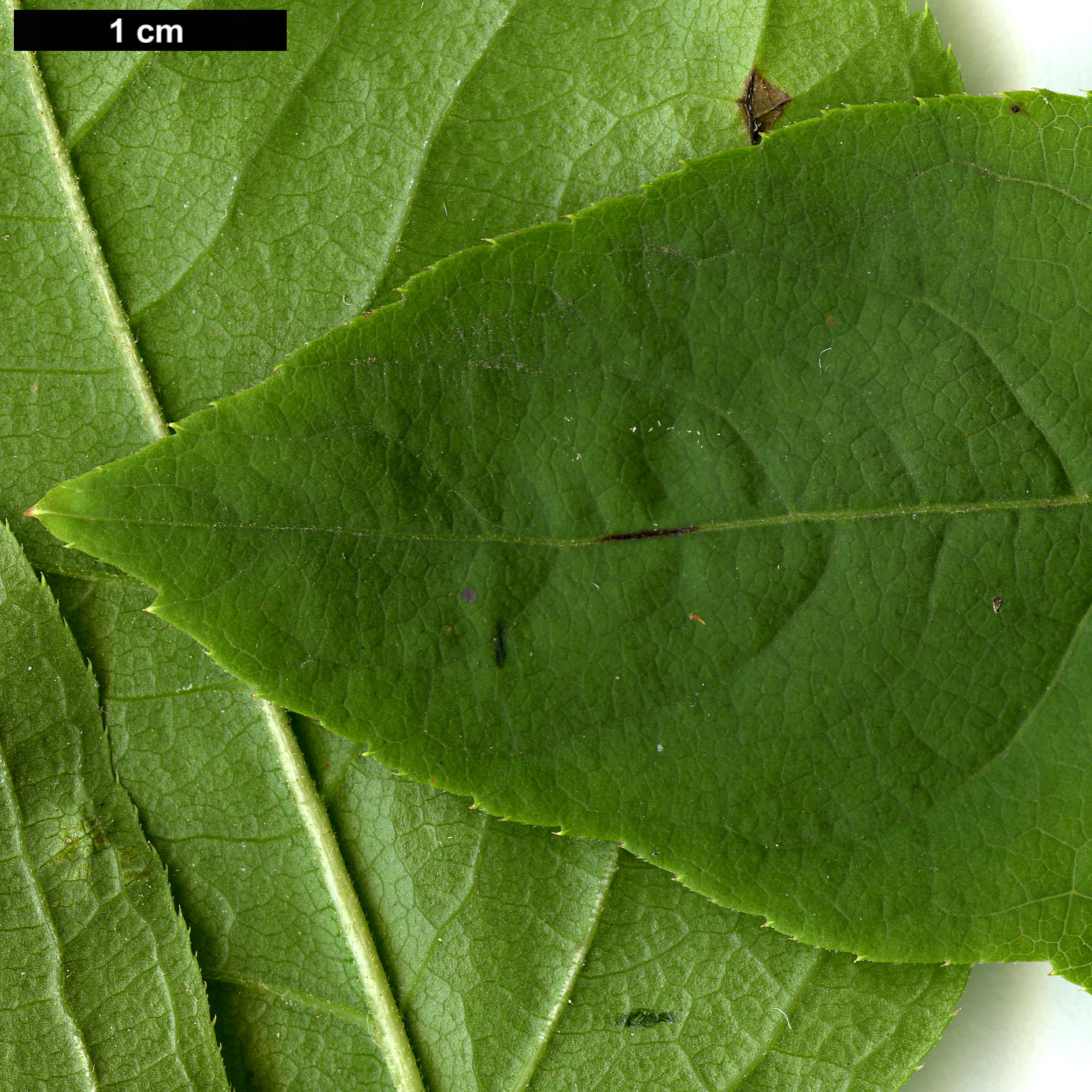 High resolution image: Family: Araliaceae - Genus: Eleutherococcus - Taxon: cissifolius