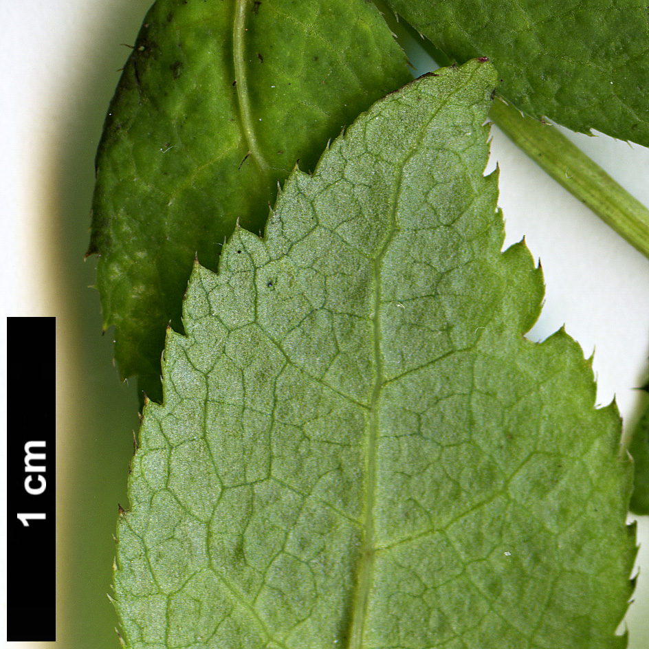 High resolution image: Family: Araliaceae - Genus: Eleutherococcus - Taxon: giraldii