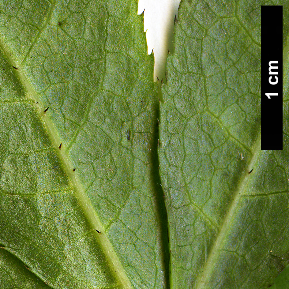 High resolution image: Family: Araliaceae - Genus: Eleutherococcus - Taxon: giraldii