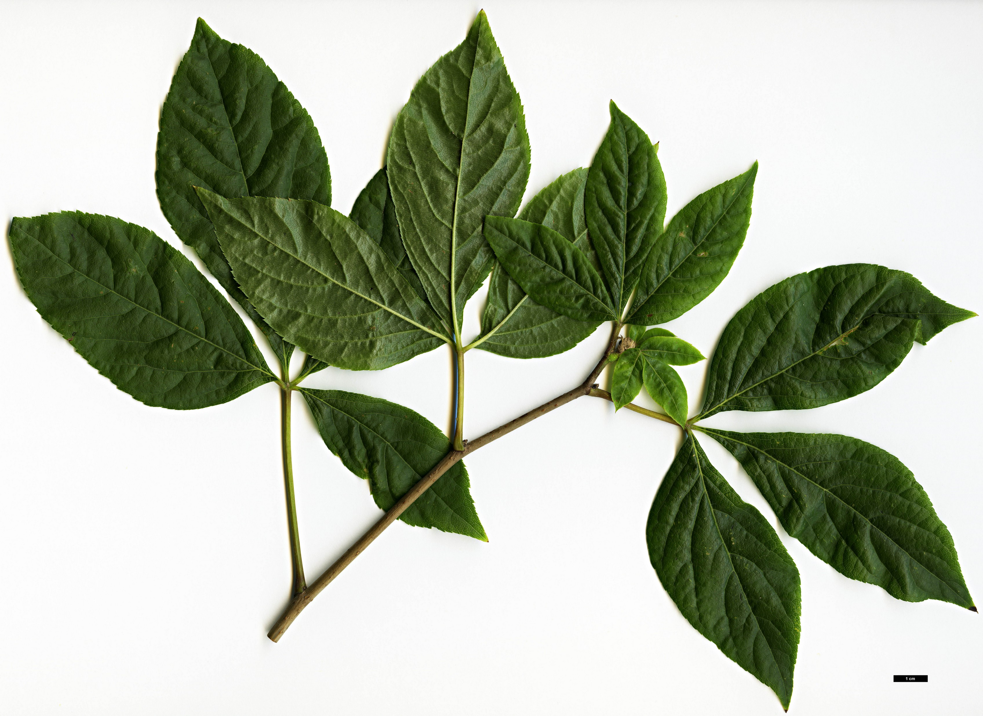 High resolution image: Family: Araliaceae - Genus: Eleutherococcus - Taxon: sessiliflorus High resolution image: Family: Araliaceae - Genus: Eleutherococcus - Taxon: sessiliflorus