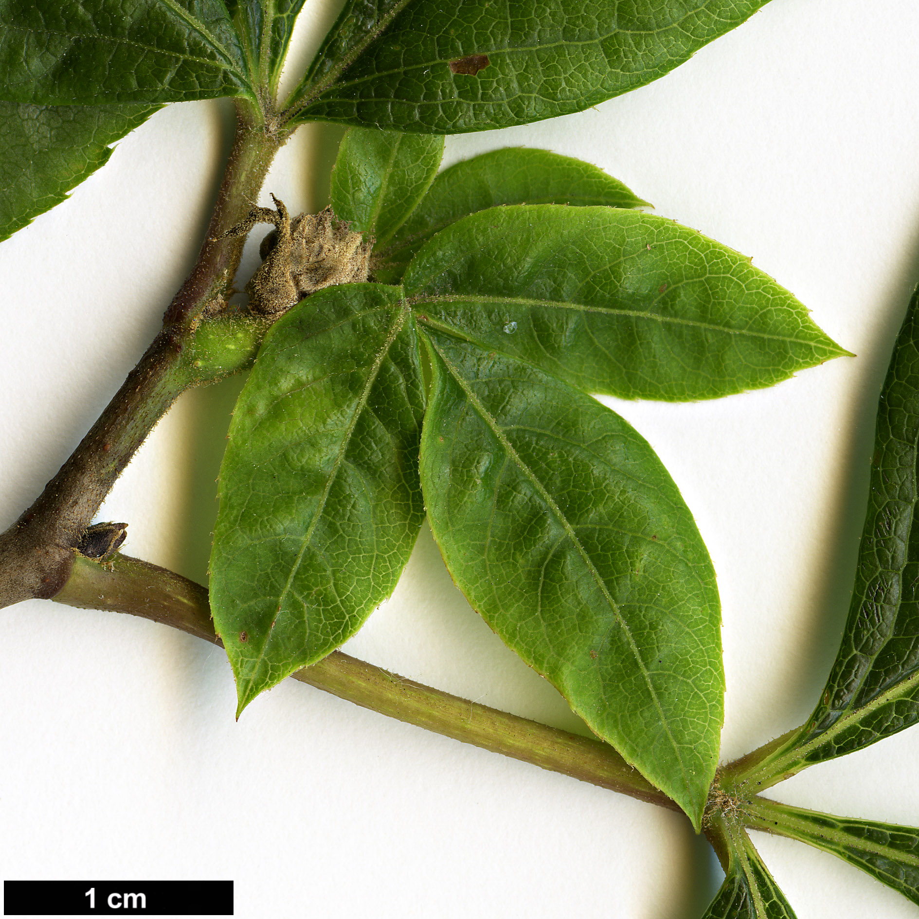 High resolution image: Family: Araliaceae - Genus: Eleutherococcus - Taxon: sessiliflorus High resolution image: Family: Araliaceae - Genus: Eleutherococcus - Taxon: sessiliflorus