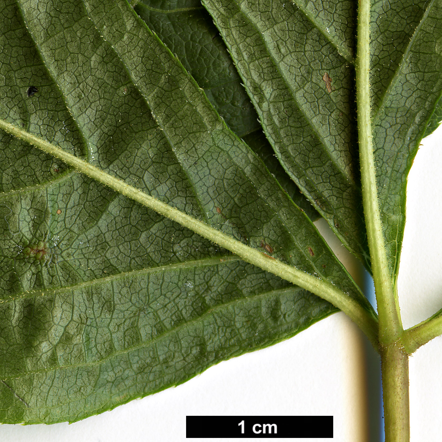 High resolution image: Family: Araliaceae - Genus: Eleutherococcus - Taxon: sessiliflorus