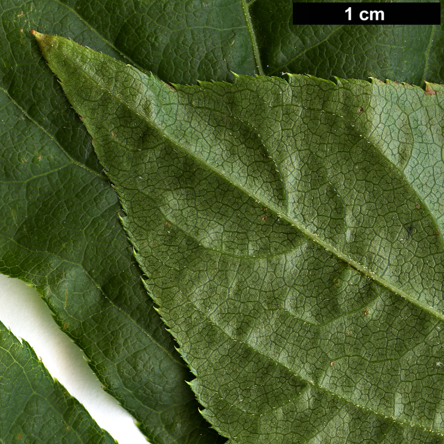 High resolution image: Family: Araliaceae - Genus: Eleutherococcus - Taxon: sessiliflorus High resolution image: Family: Araliaceae - Genus: Eleutherococcus - Taxon: sessiliflorus