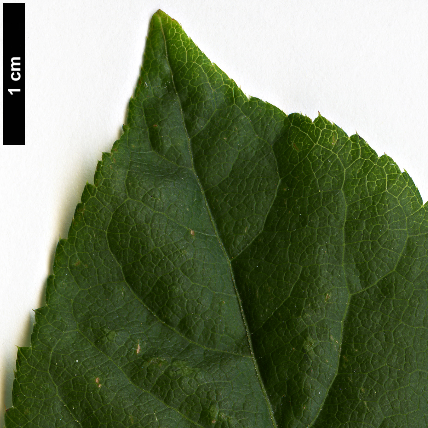 High resolution image: Family: Araliaceae - Genus: Eleutherococcus - Taxon: sessiliflorus High resolution image: Family: Araliaceae - Genus: Eleutherococcus - Taxon: sessiliflorus