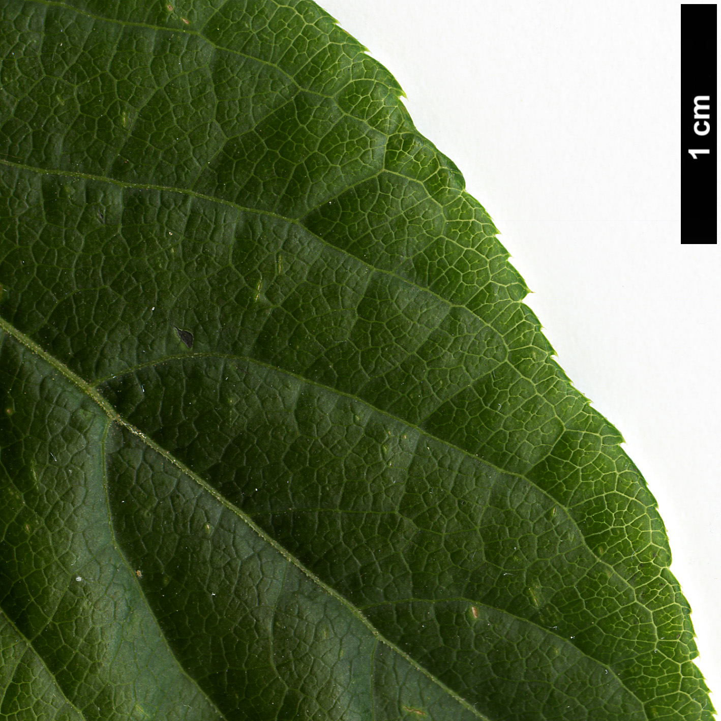 High resolution image: Family: Araliaceae - Genus: Eleutherococcus - Taxon: sessiliflorus High resolution image: Family: Araliaceae - Genus: Eleutherococcus - Taxon: sessiliflorus