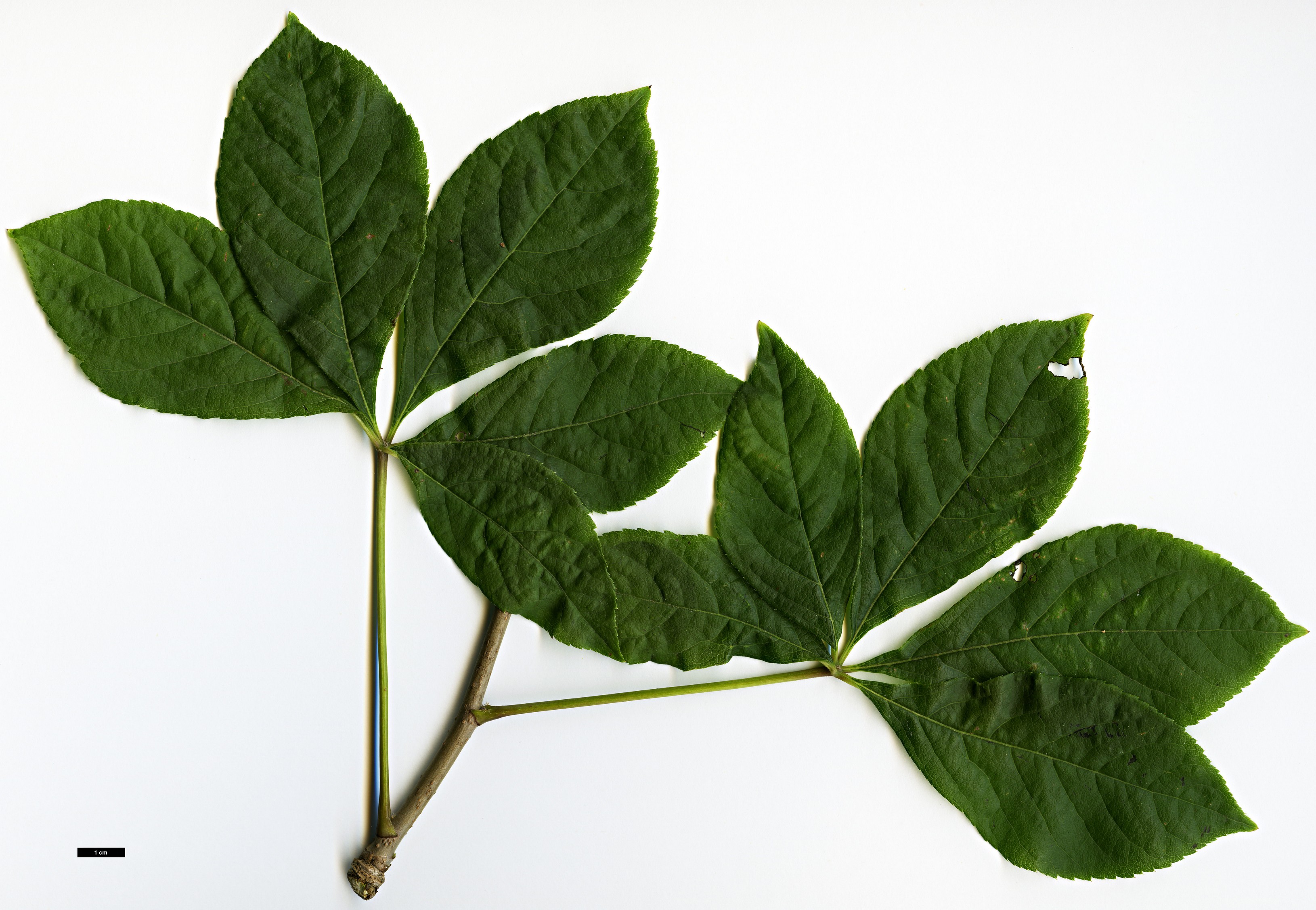 High resolution image: Family: Araliaceae - Genus: Eleutherococcus - Taxon: sessiliflorus High resolution image: Family: Araliaceae - Genus: Eleutherococcus - Taxon: sessiliflorus