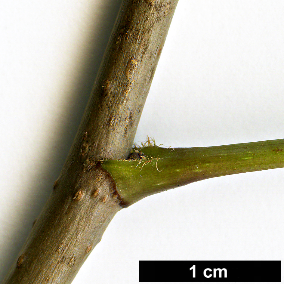 High resolution image: Family: Araliaceae - Genus: Eleutherococcus - Taxon: sessiliflorus High resolution image: Family: Araliaceae - Genus: Eleutherococcus - Taxon: sessiliflorus