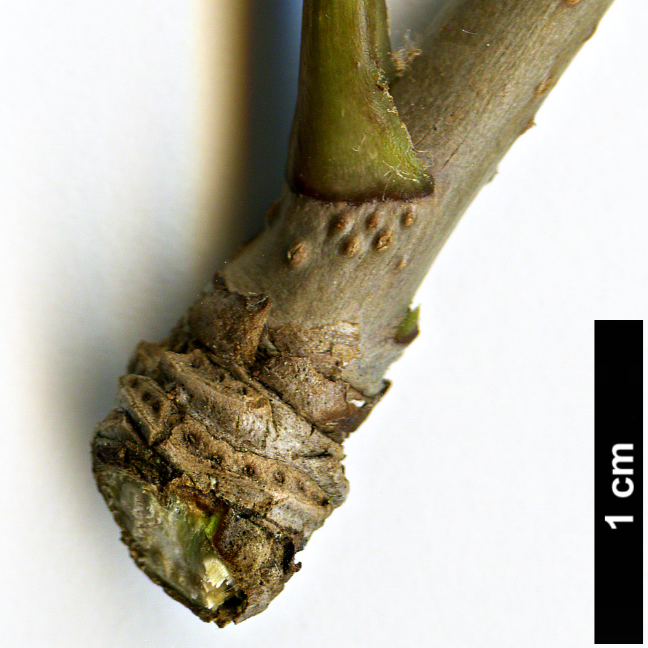 High resolution image: Family: Araliaceae - Genus: Eleutherococcus - Taxon: sessiliflorus High resolution image: Family: Araliaceae - Genus: Eleutherococcus - Taxon: sessiliflorus