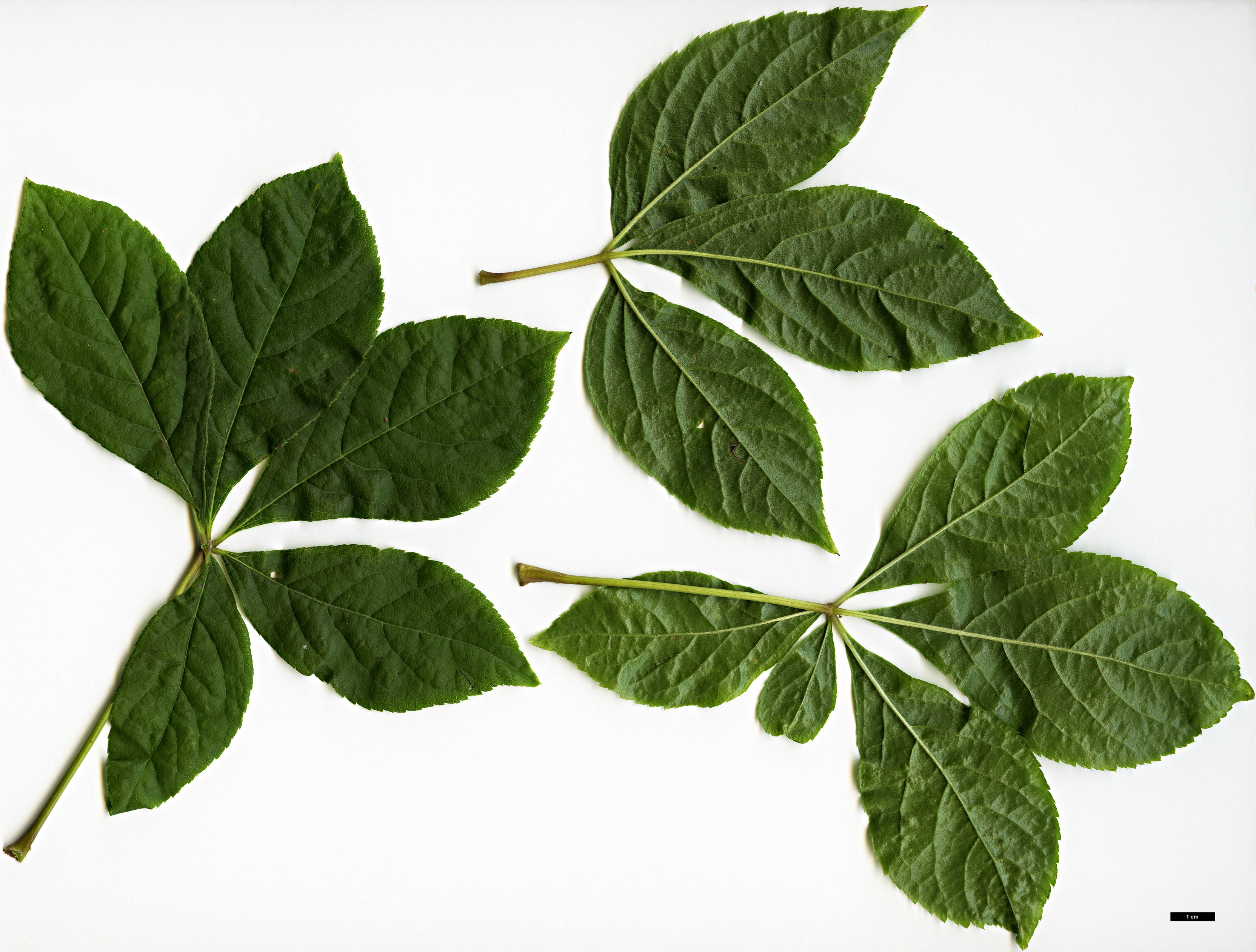 High resolution image: Family: Araliaceae - Genus: Eleutherococcus - Taxon: sessiliflorus High resolution image: Family: Araliaceae - Genus: Eleutherococcus - Taxon: sessiliflorus