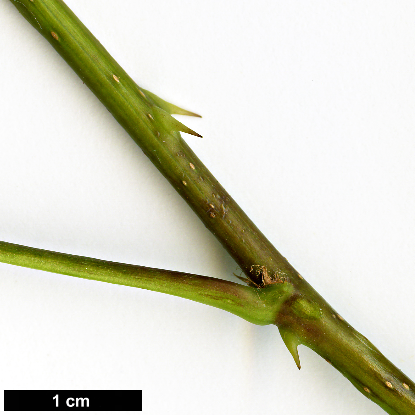 High resolution image: Family: Araliaceae - Genus: Eleutherococcus - Taxon: simonii