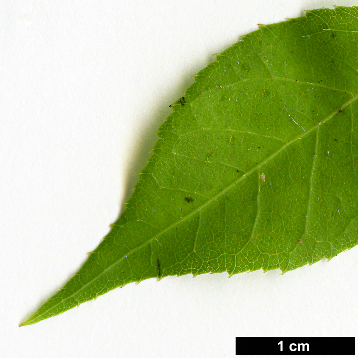 High resolution image: Family: Araliaceae - Genus: Eleutherococcus - Taxon: trifoliatus