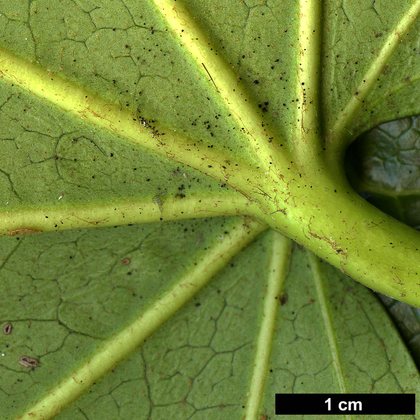 High resolution image: Family: Araliaceae - Genus: Fatsia - Taxon: japonica