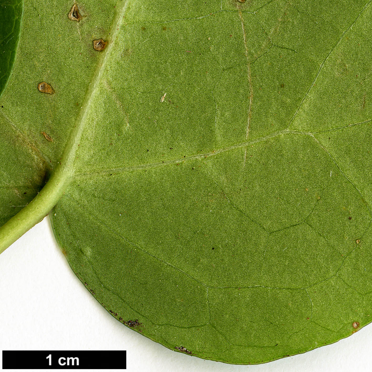 High resolution image: Family: Araliaceae - Genus: Hedera - Taxon: canariensis